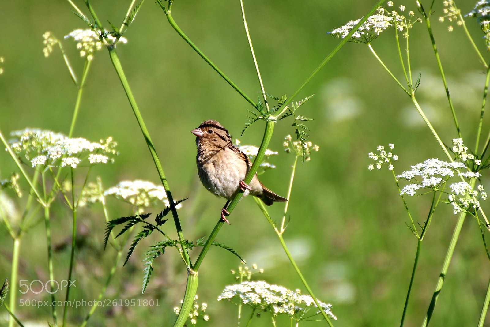 Tamron SP 35mm F1.8 Di VC USD sample photo. Common rosefinch (femail) photography