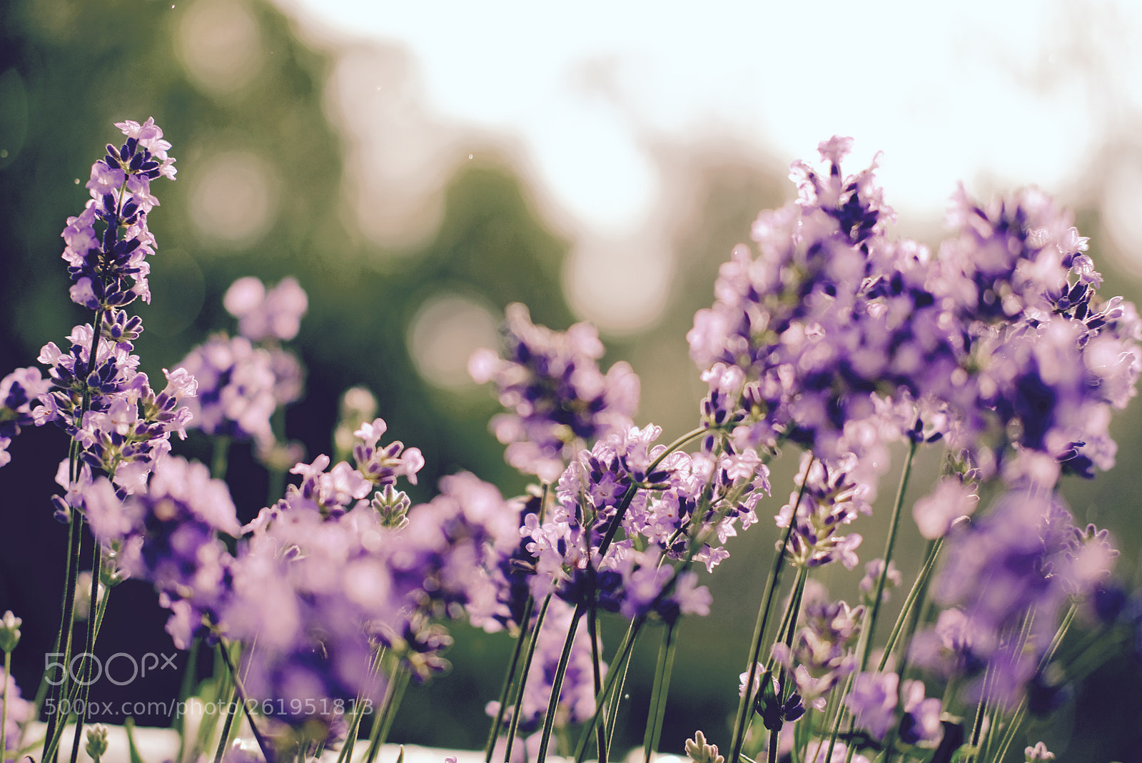 Fujifilm X-T20 sample photo. Lavendel photography