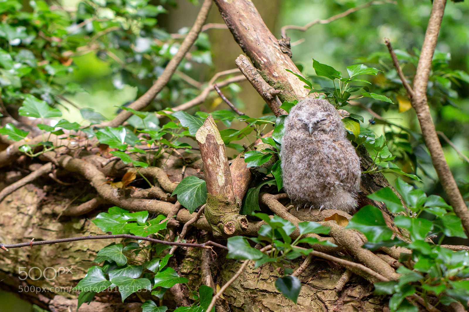 Canon EOS 70D sample photo. Tawny chick photography