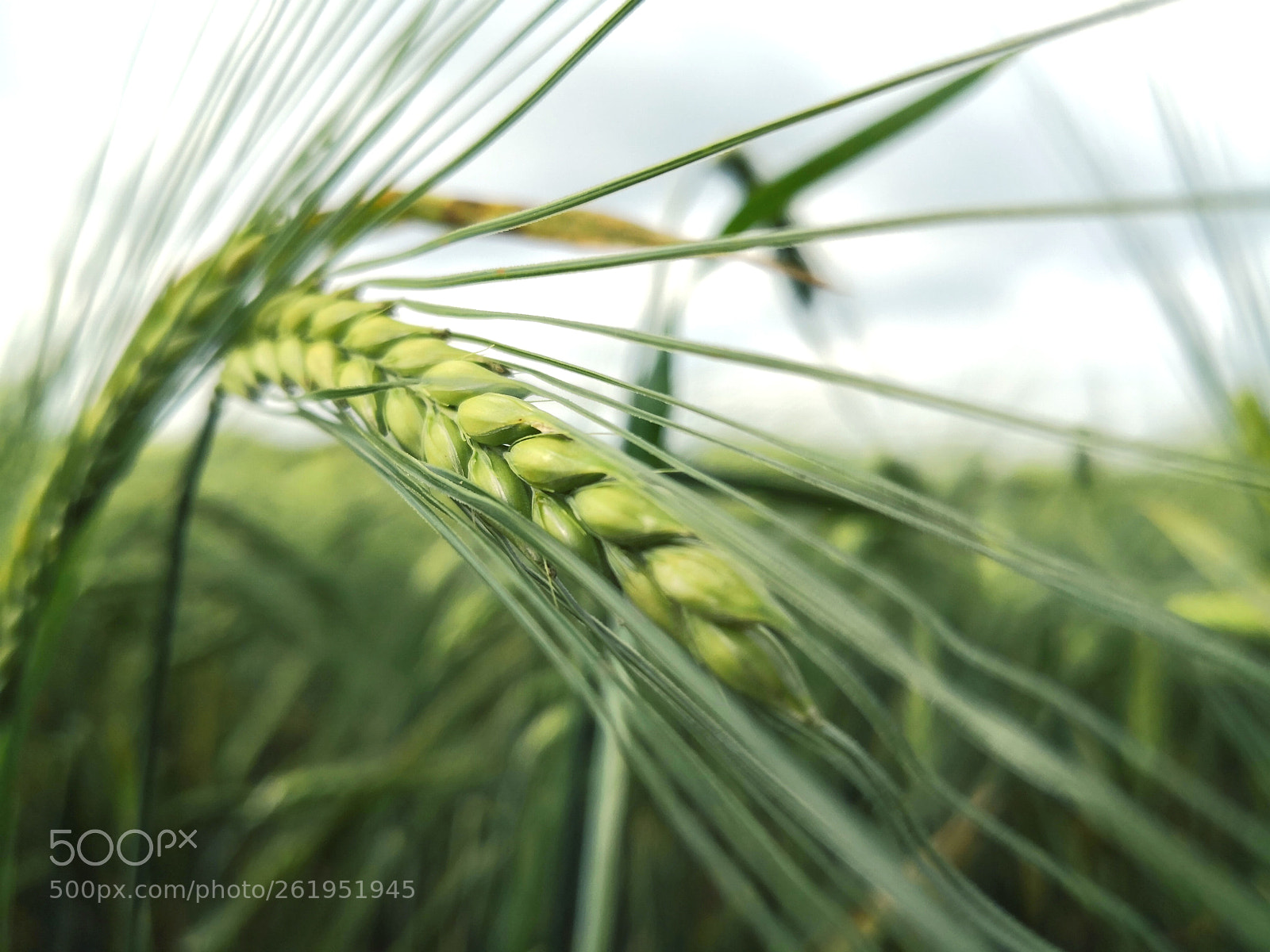 HUAWEI Mate 10 Pro sample photo. Green summer afternoon photography