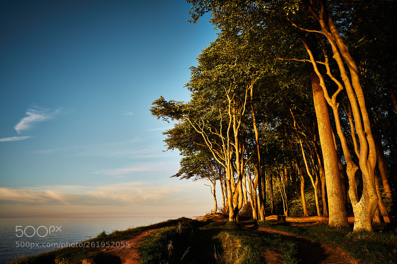 Sony a7R II sample photo. "gespensterwald" photography