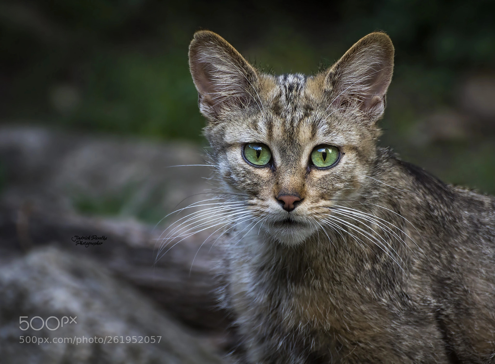 Canon EOS 100D (EOS Rebel SL1 / EOS Kiss X7) sample photo. The wildcat / felis silvestris photography