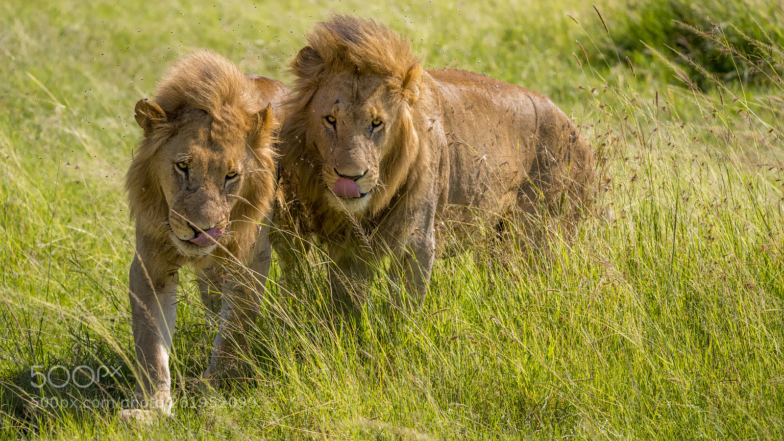 Nikon D750 sample photo. Twins.... photography