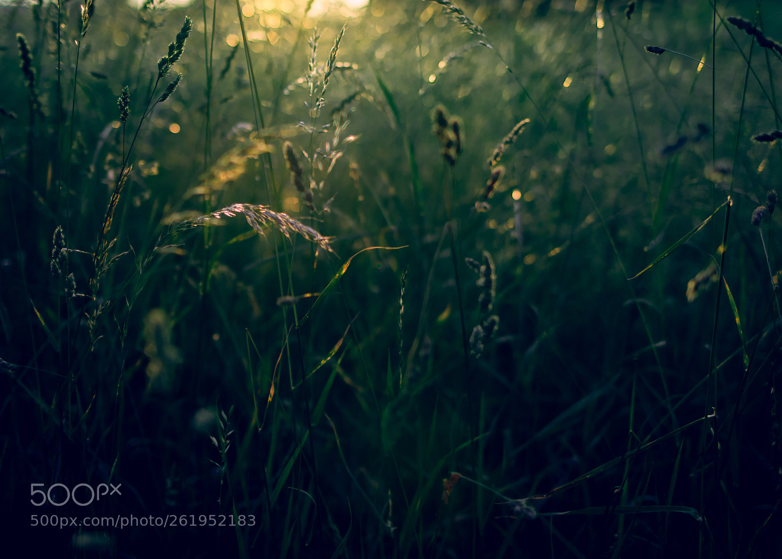 Pentax K-3 sample photo. Into the grass photography