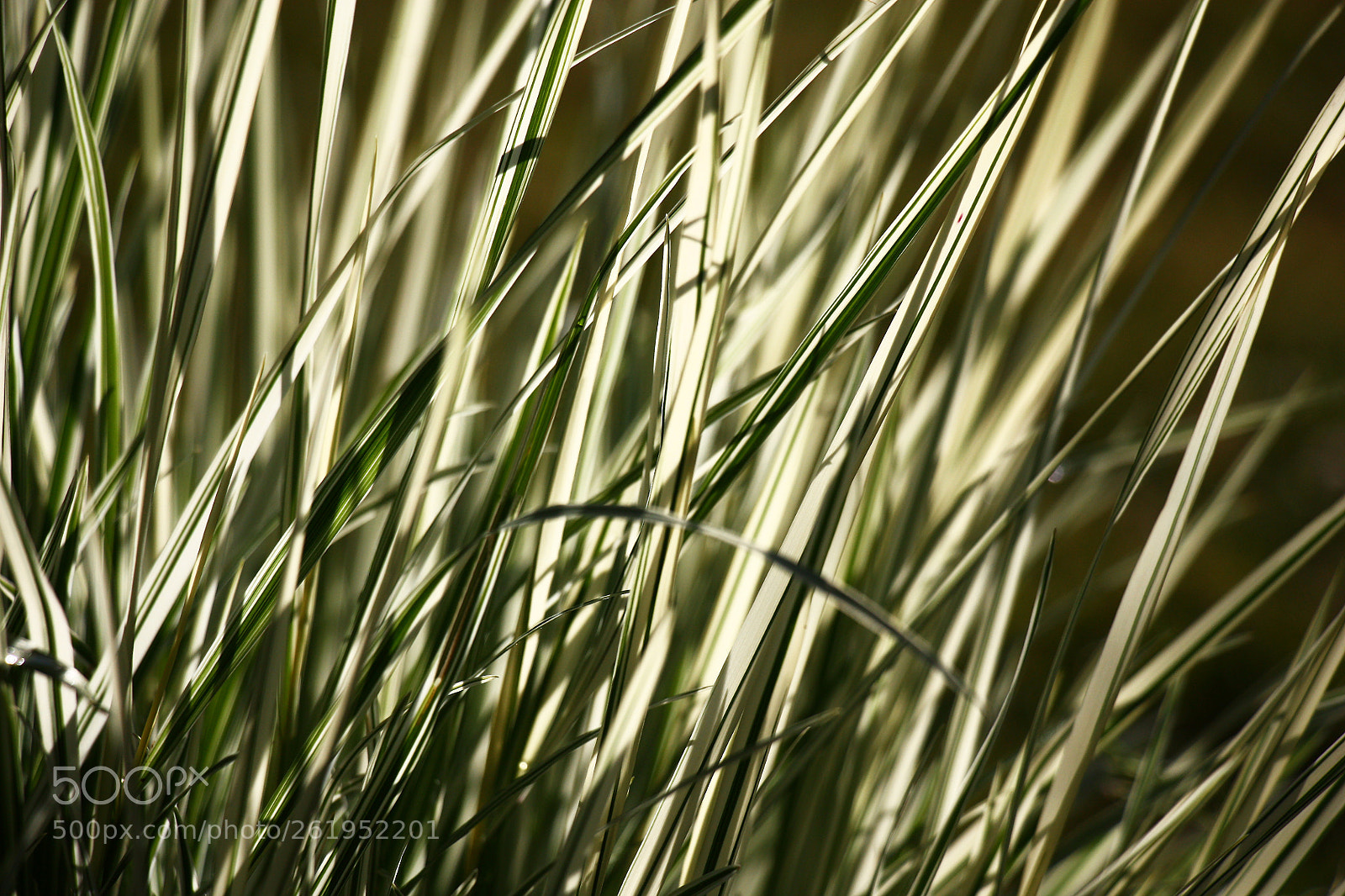 Canon EOS 450D (EOS Rebel XSi / EOS Kiss X2) sample photo. Grass graphics. photography