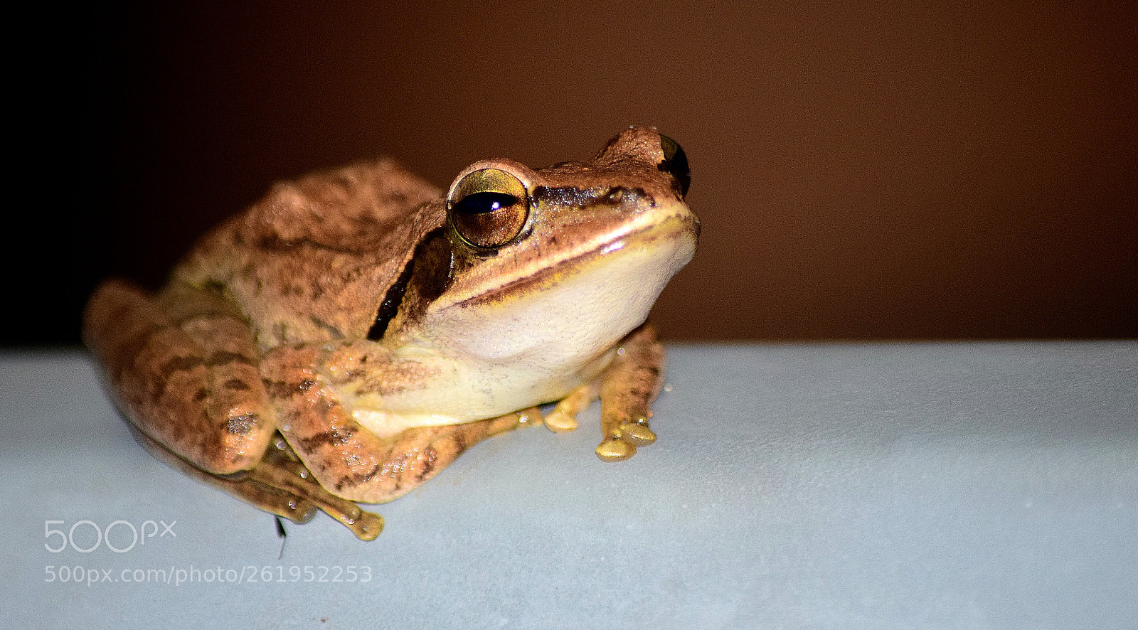 Nikon D5300 sample photo. Close-up photography