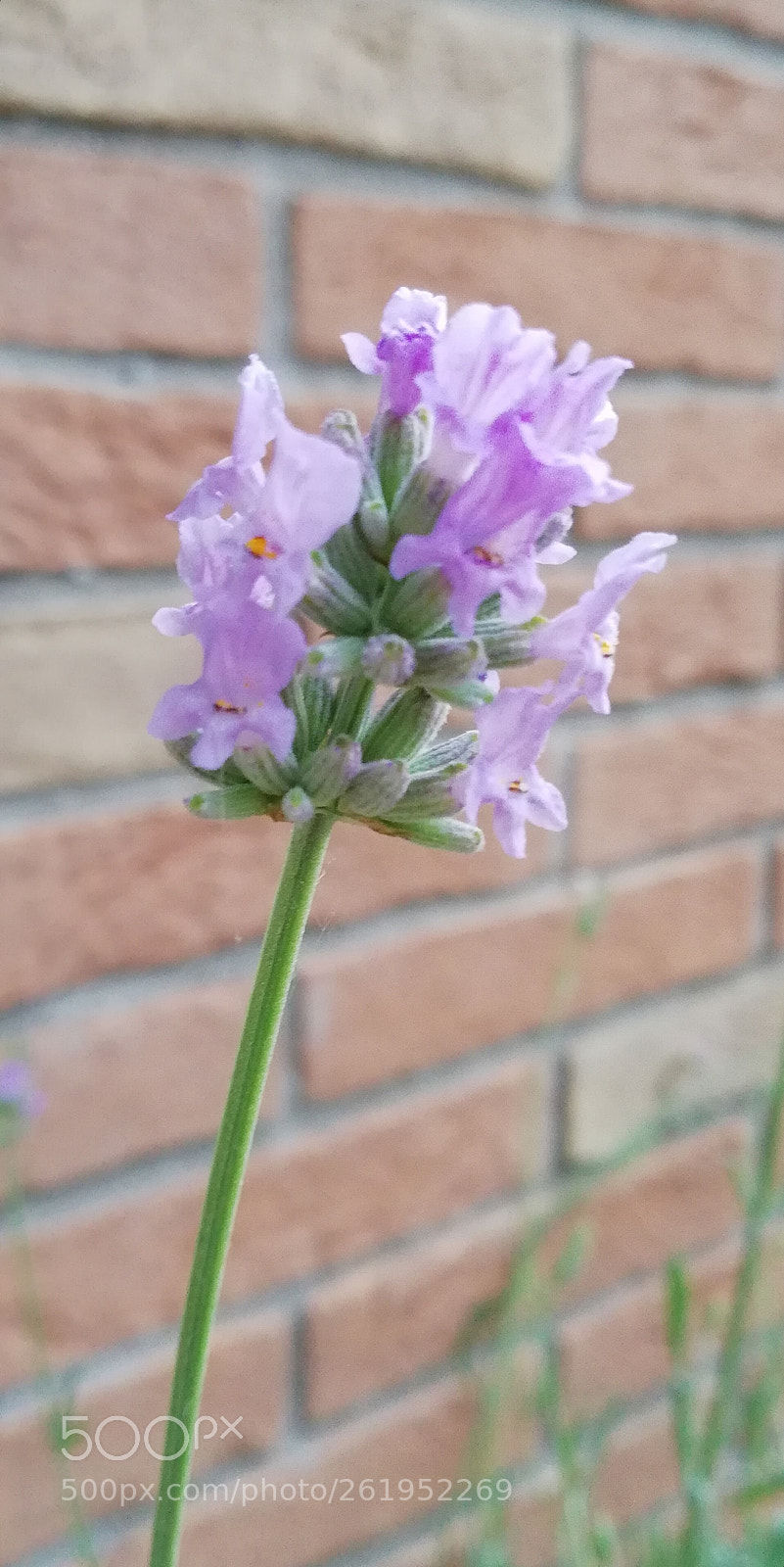 HUAWEI Mate 10 Lite sample photo. Lavanda photography