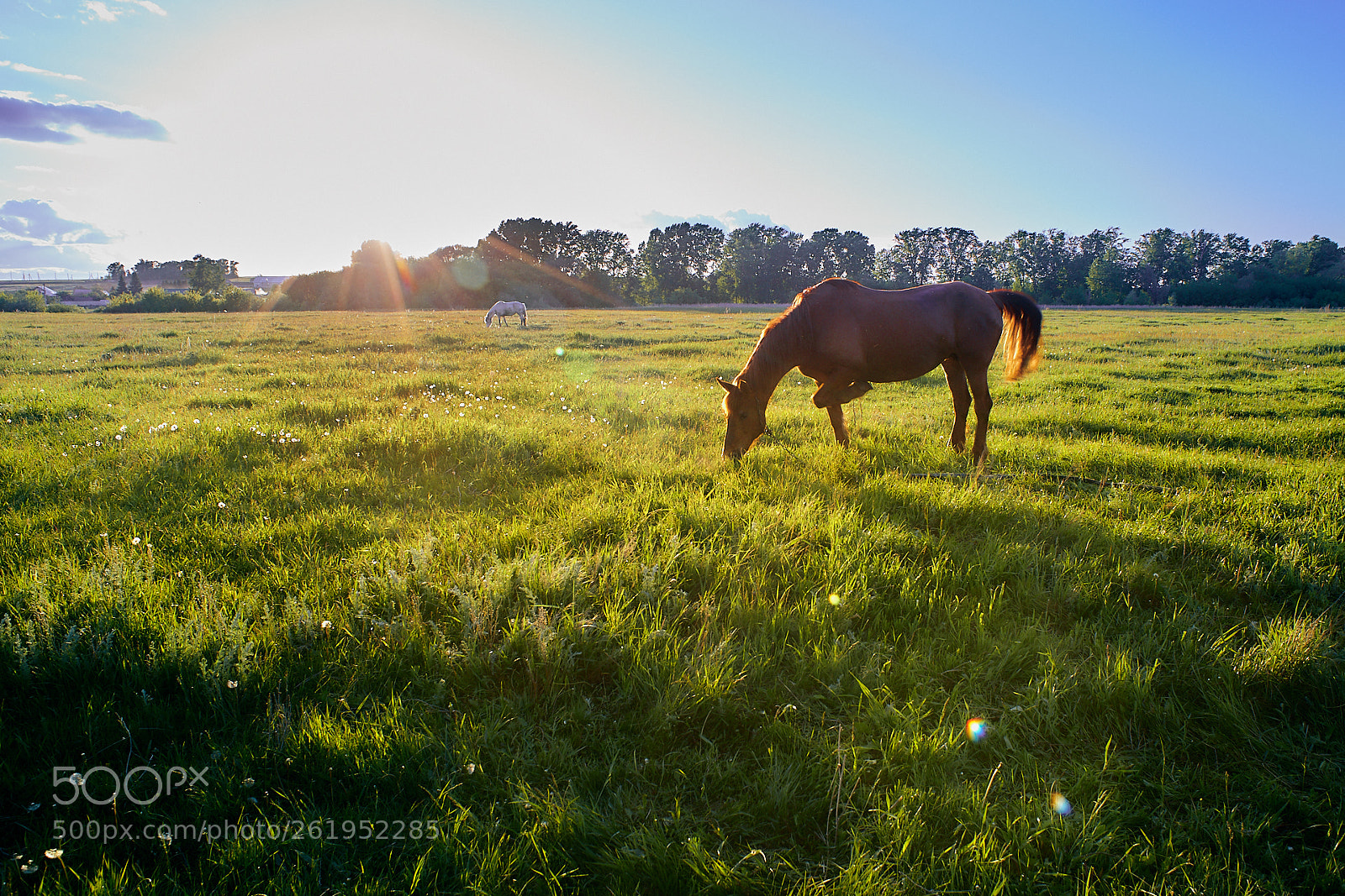 Sony a99 II sample photo. Horses photography