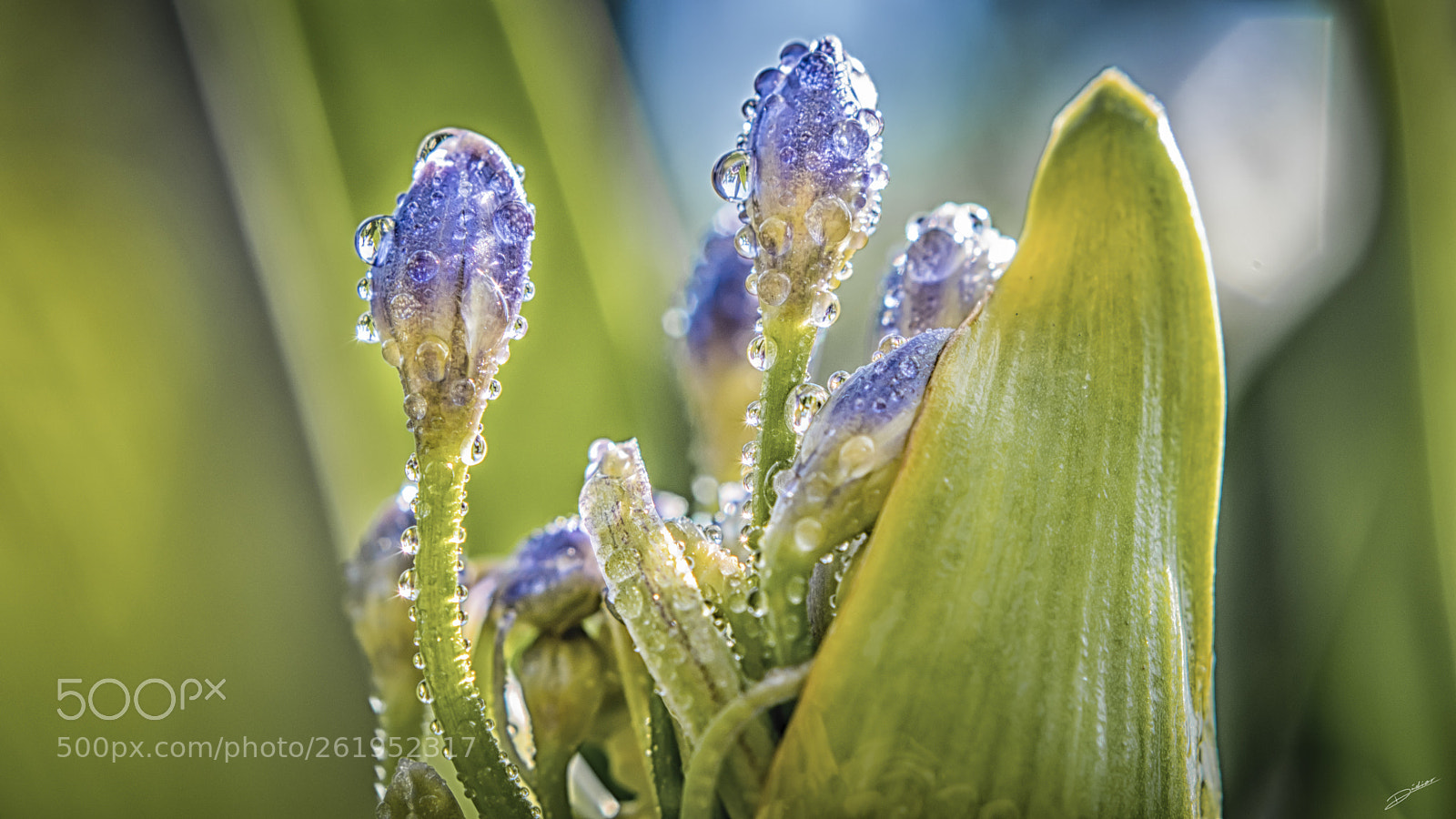 Nikon D5500 sample photo. *** wet flower *** photography