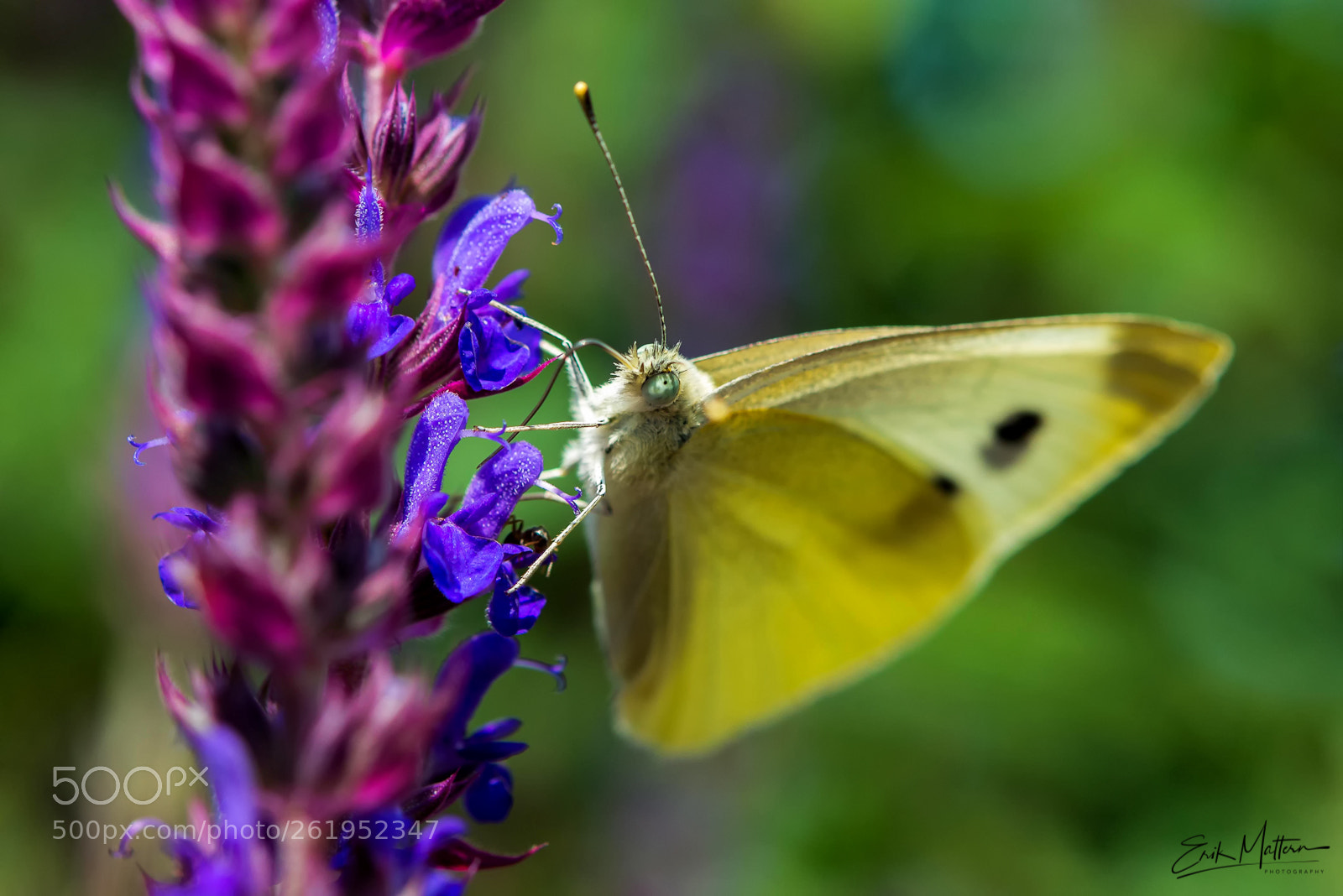 Nikon D800 sample photo. B u t t photography