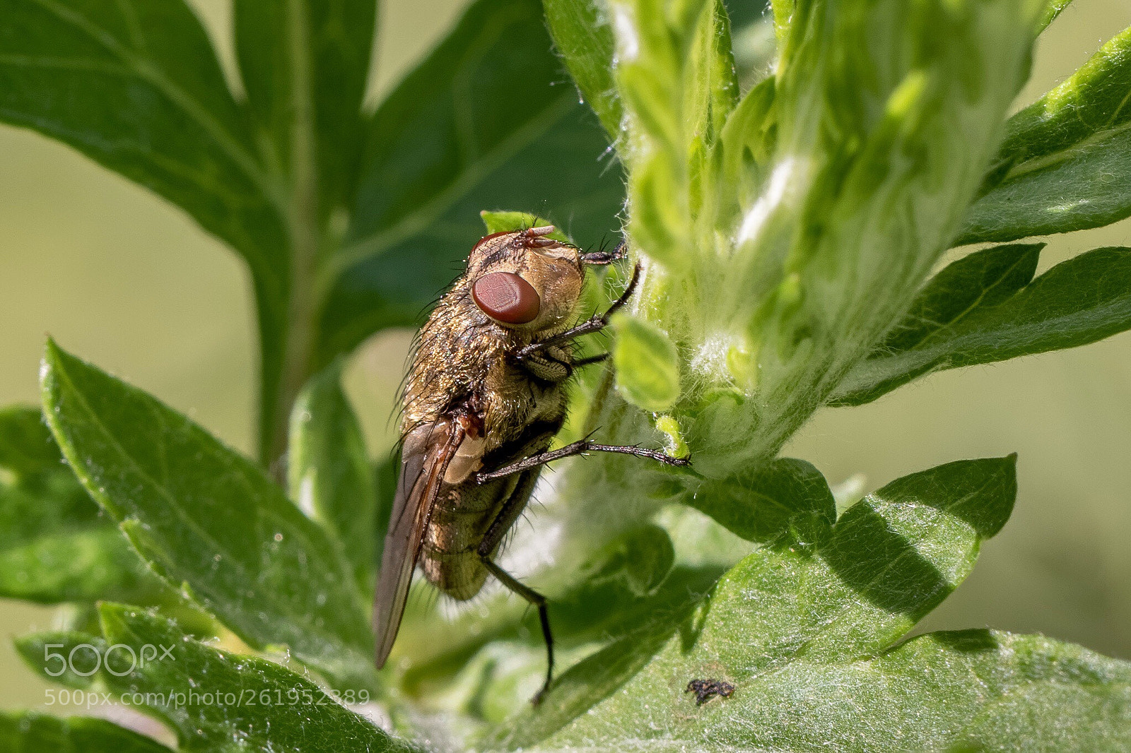 Canon EOS 7D Mark II sample photo. Fly photography