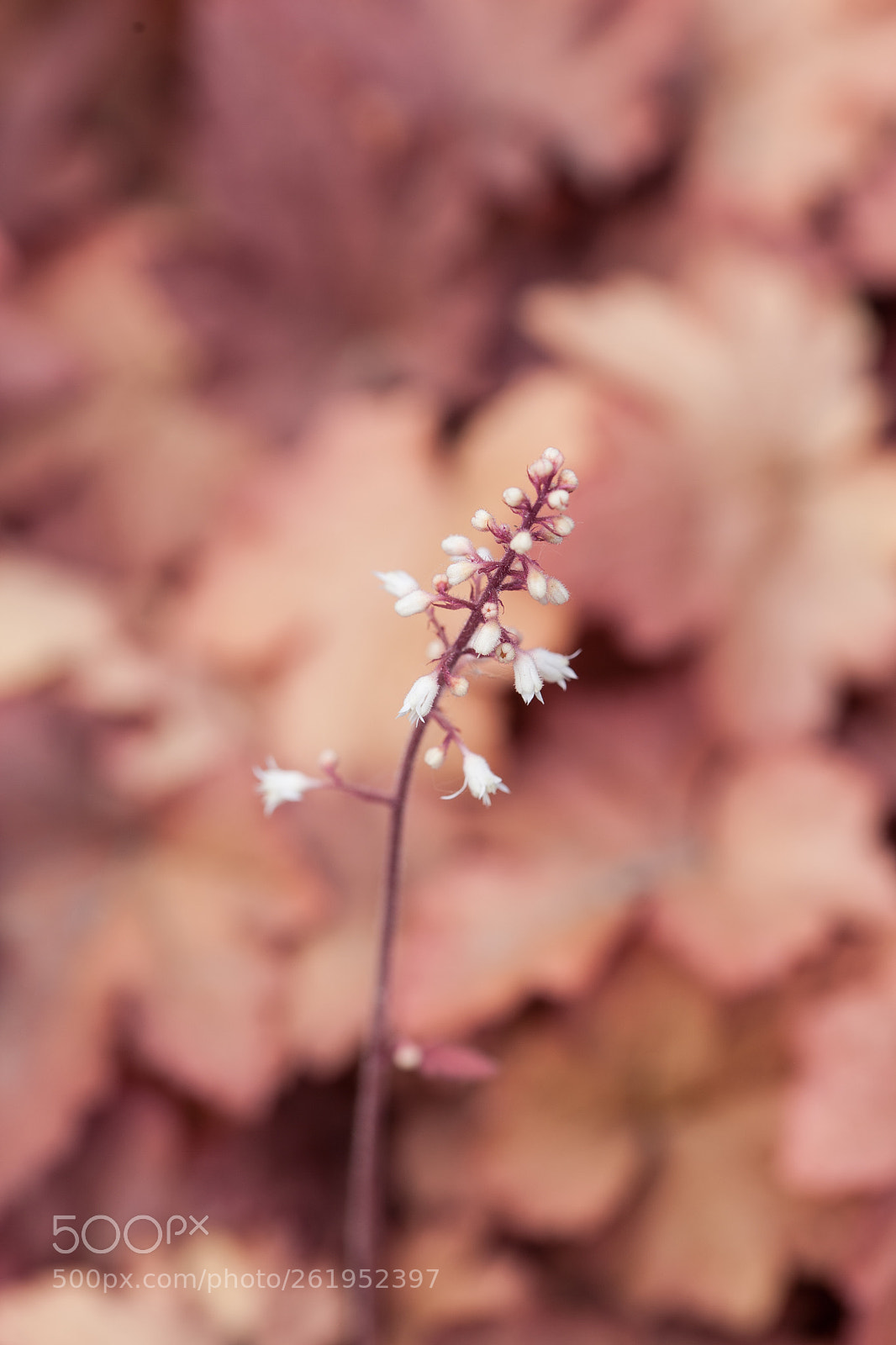 Canon EOS 5D Mark II sample photo. Img photography