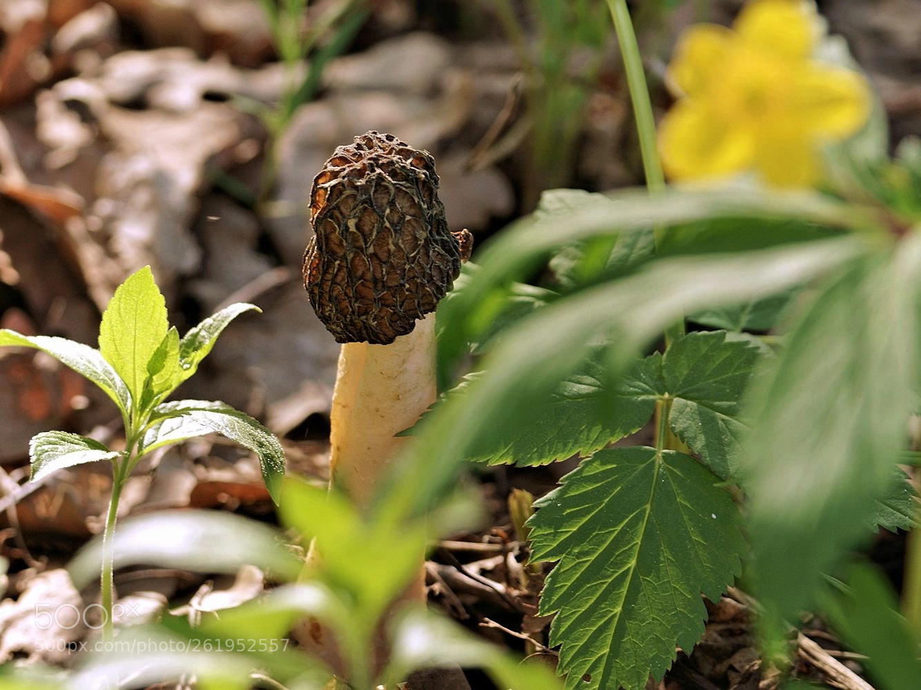 Sony ILCA-77M2 sample photo. Сморчок photography