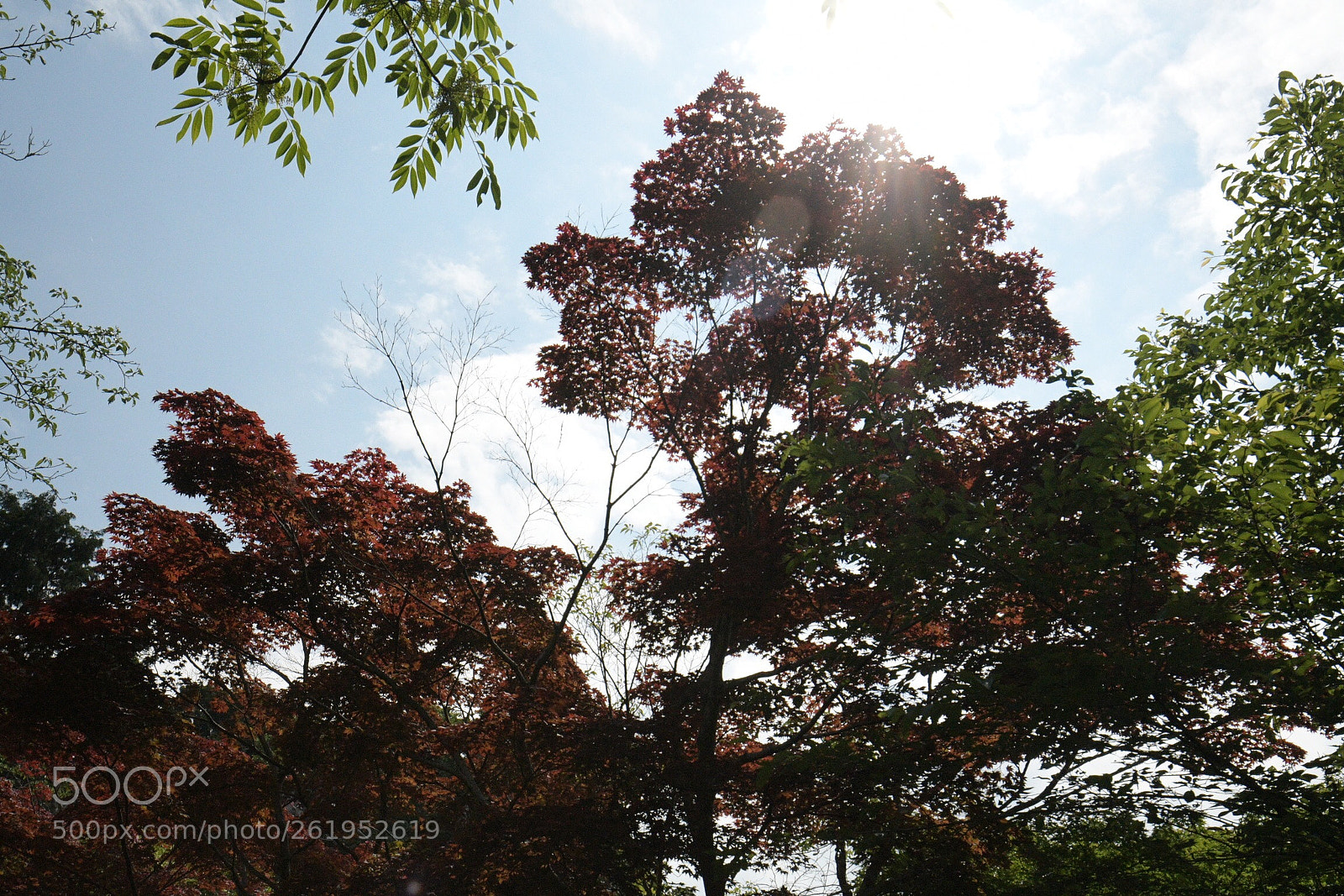 Nikon D500 sample photo. Untitled photography