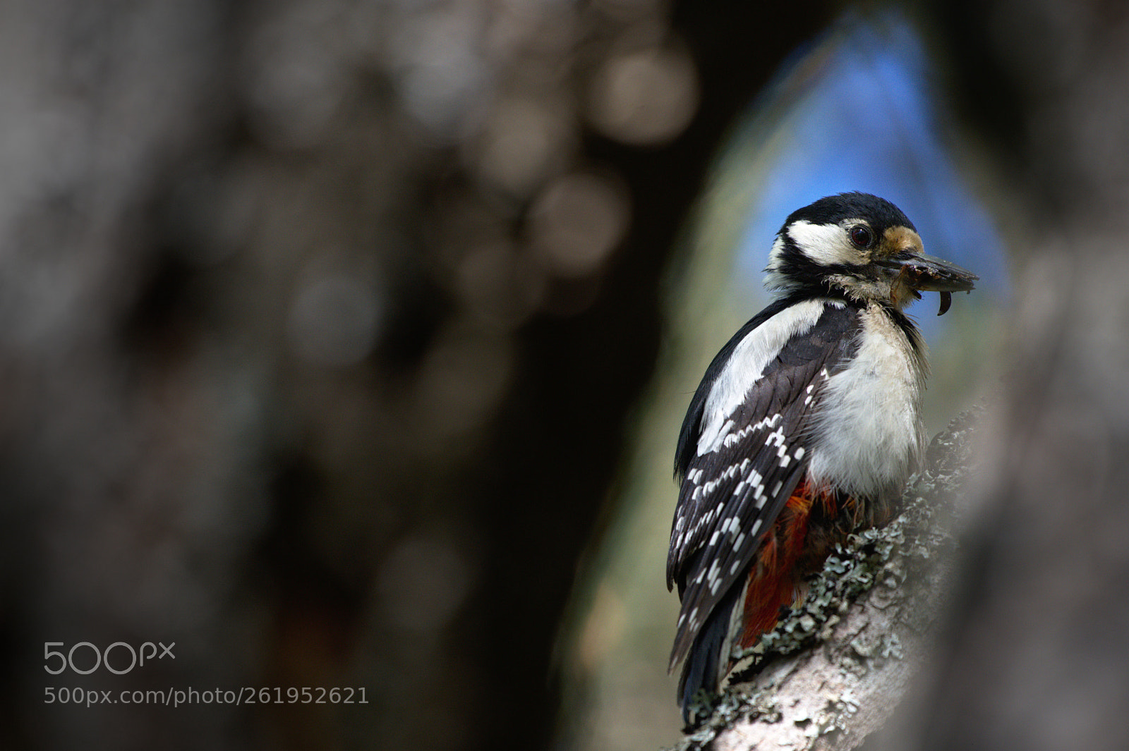 Nikon D500 sample photo. Framed woodpecker photography