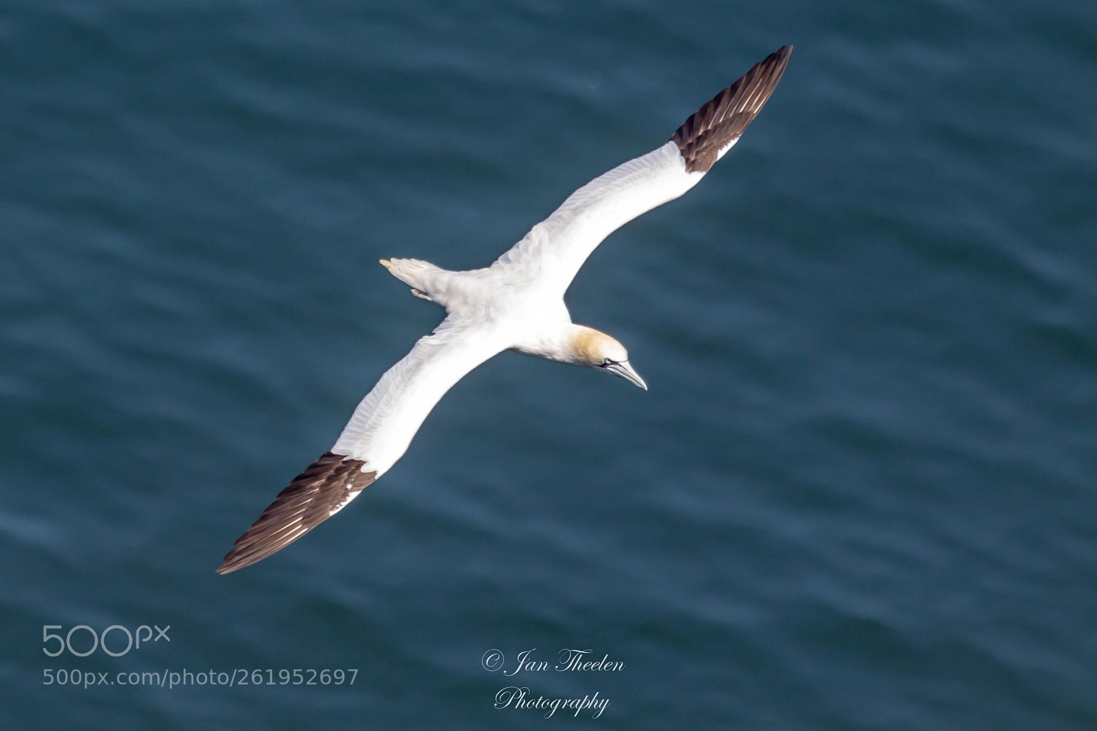 Canon EOS 50D sample photo. Gannet photography