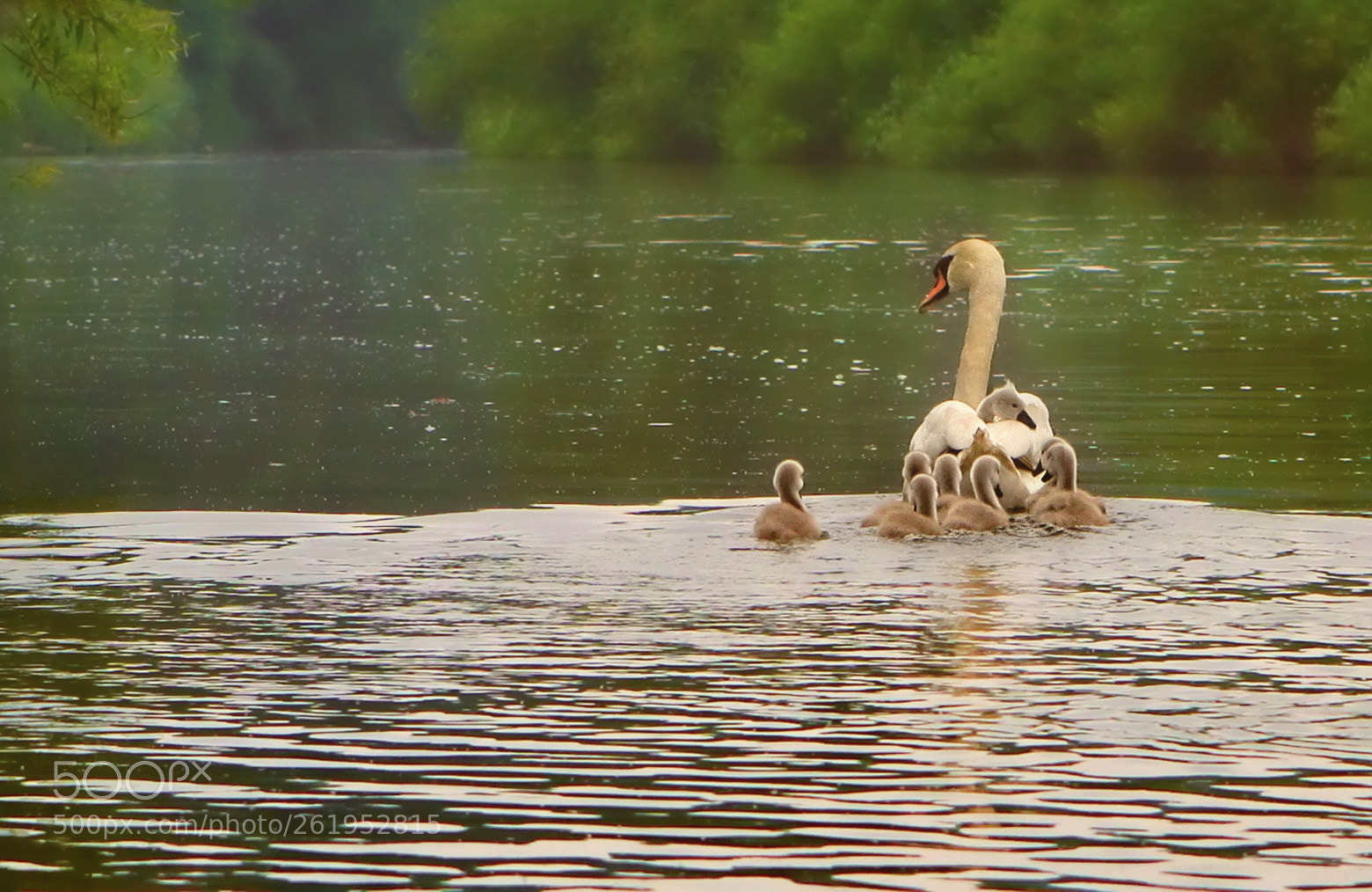 Canon EOS 5D Mark II sample photo. Swan and cygnets photography