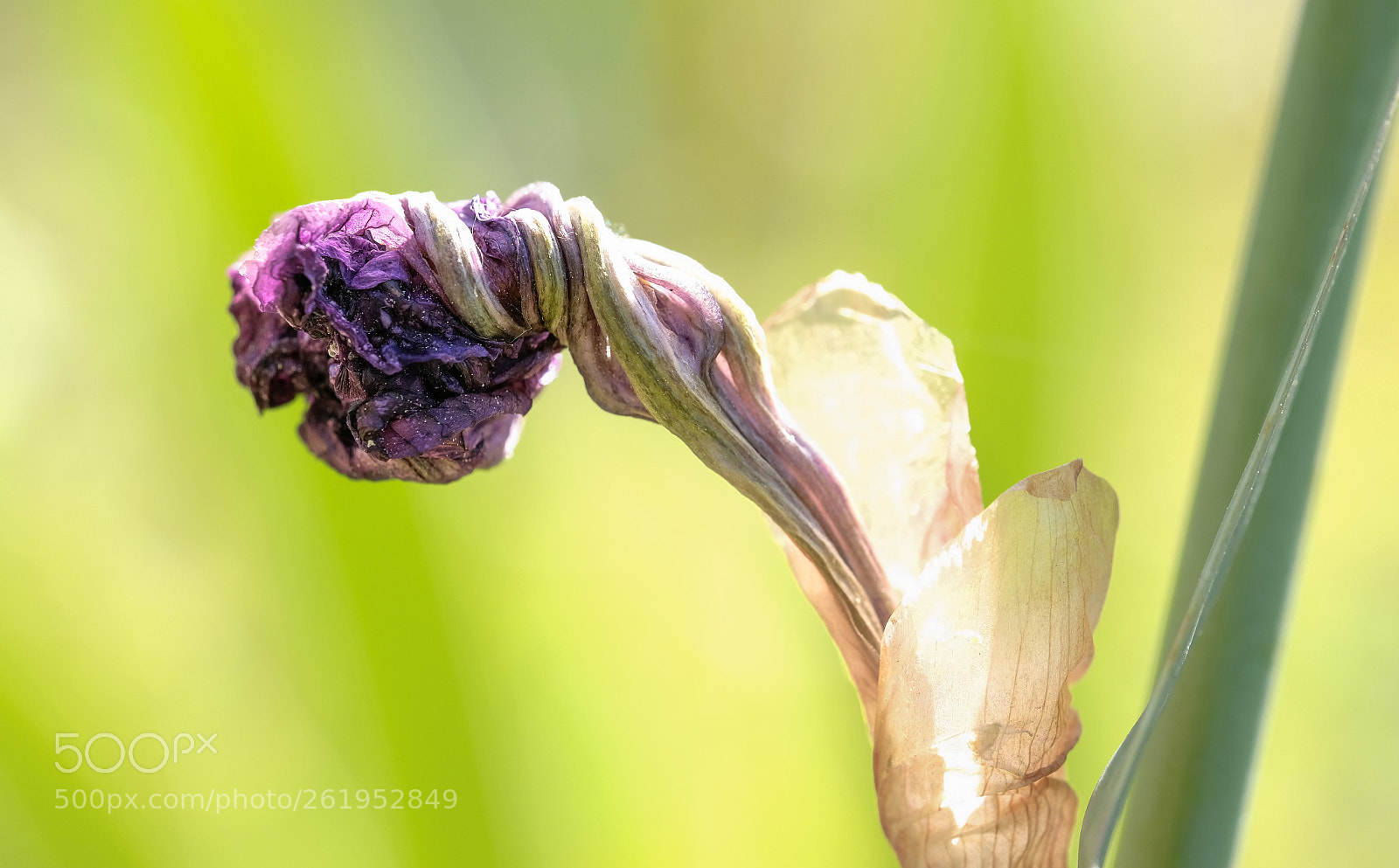 Fujifilm X-T2 sample photo. Dead flower... photography