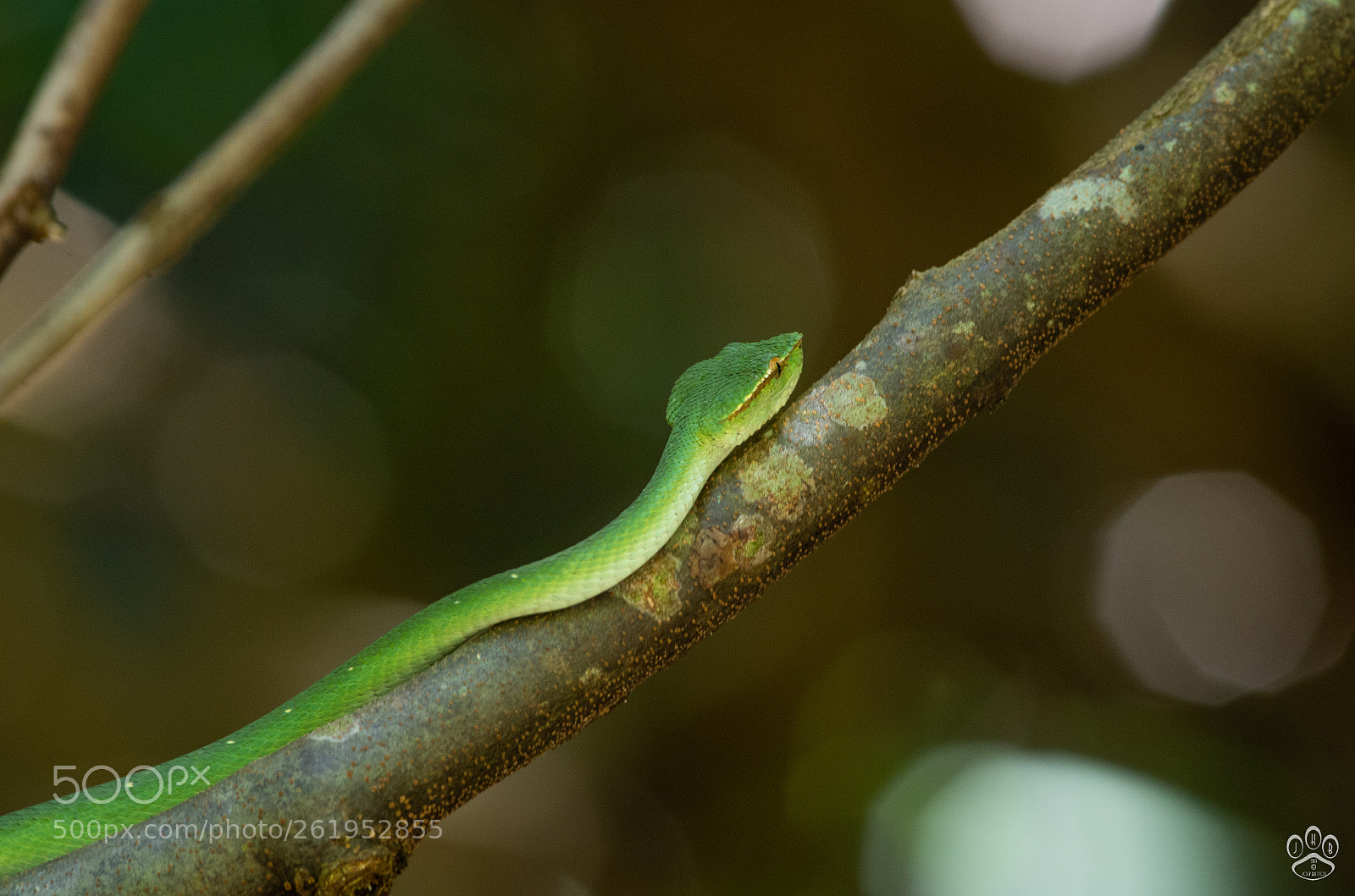 Pentax K-50 sample photo. Viper rescue photography