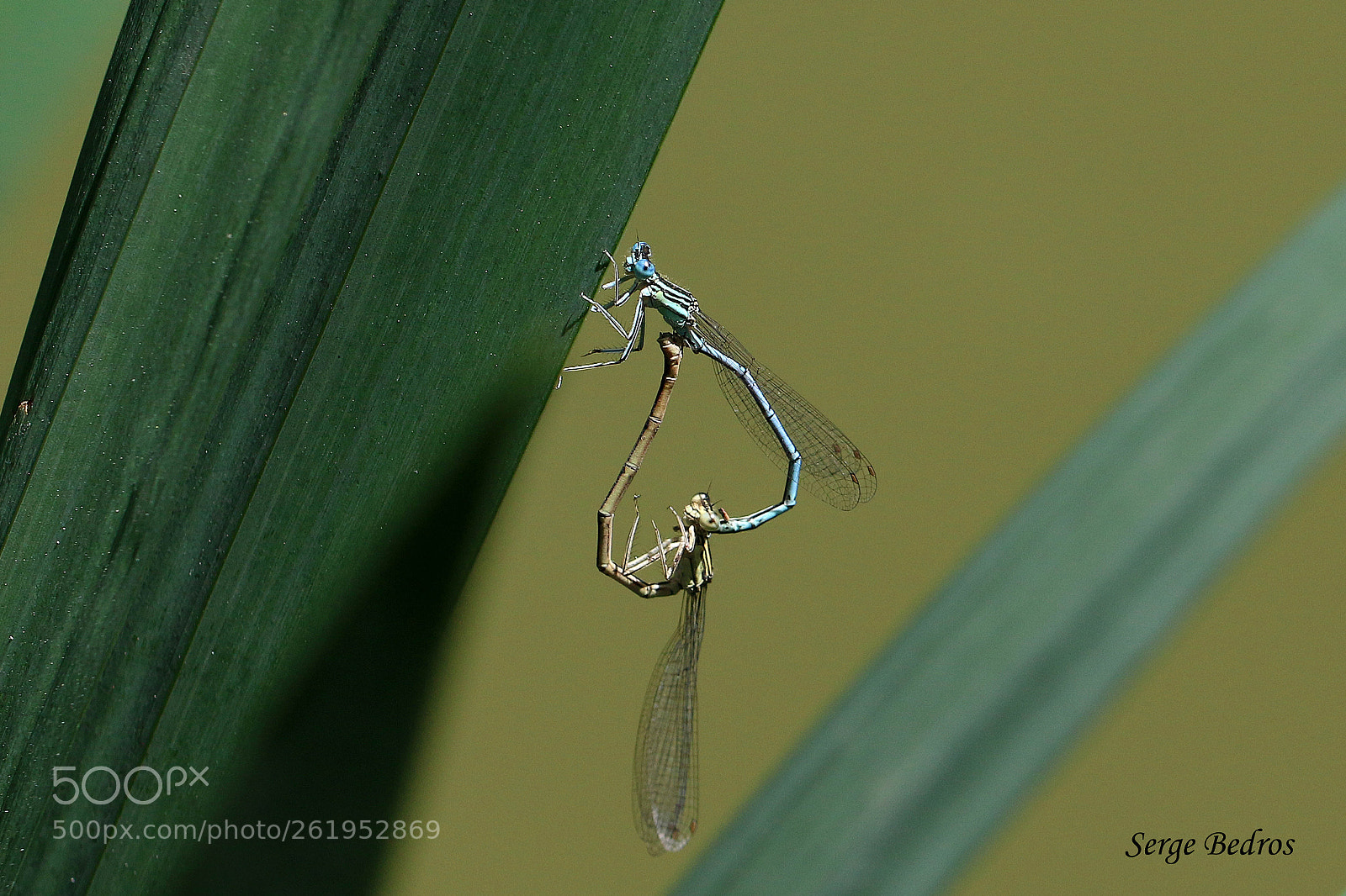 Canon EOS 70D sample photo. Img photography
