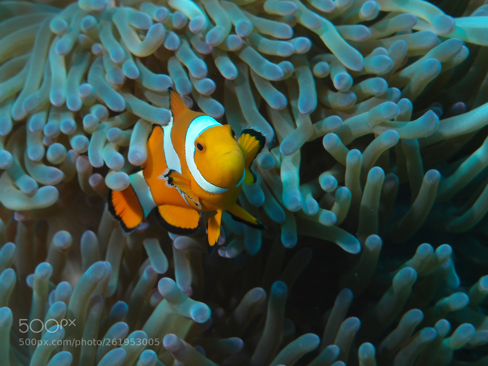 Olympus XZ-1 sample photo. Anemoneclownfish photography