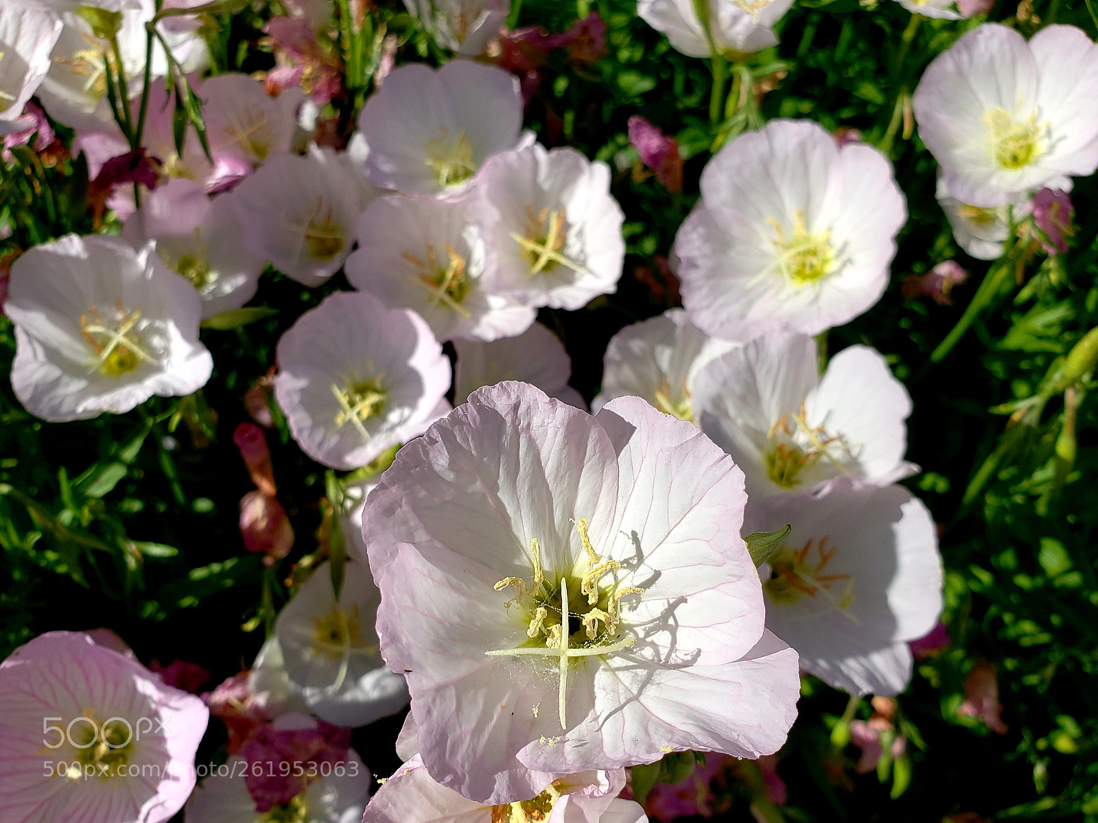 Samsung Galaxy S9+ sample photo. In the pollinator's garden photography
