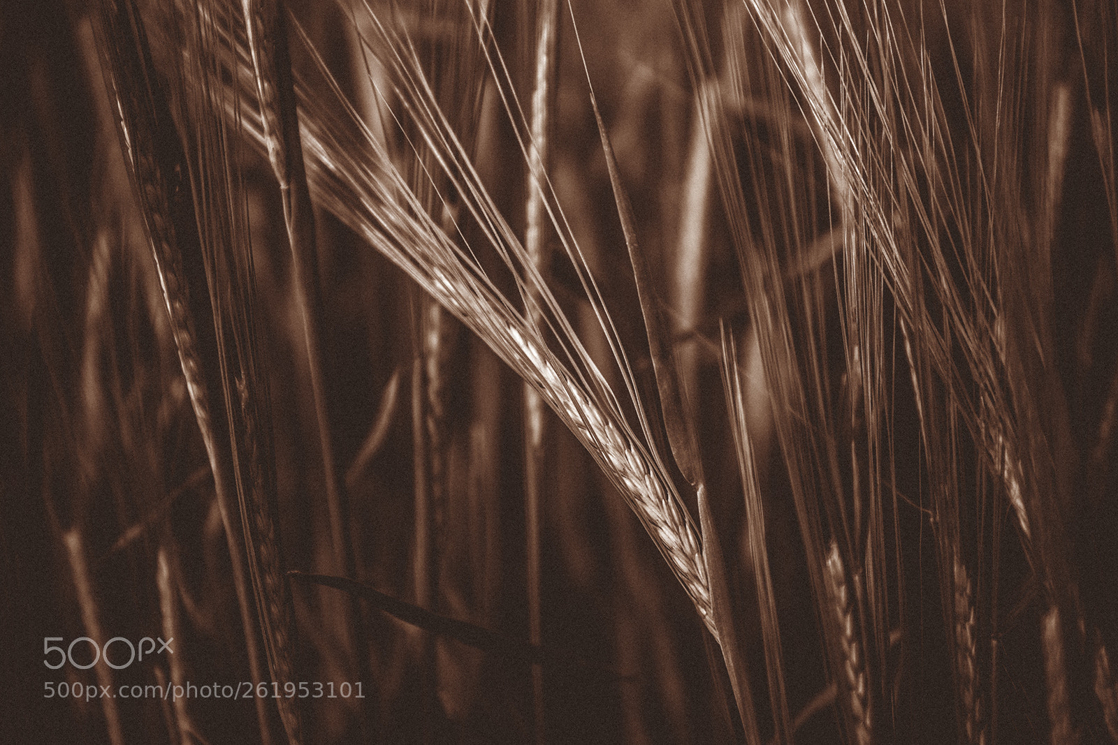 Canon EOS 6D sample photo. Cornfield iv photography