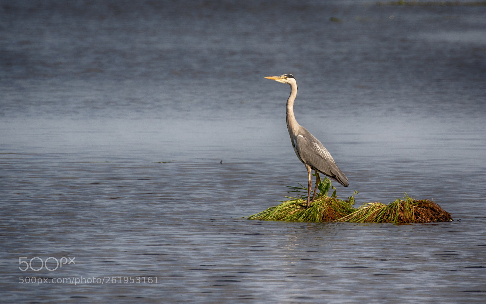 Canon EOS 7D Mark II sample photo. Grey heron photography