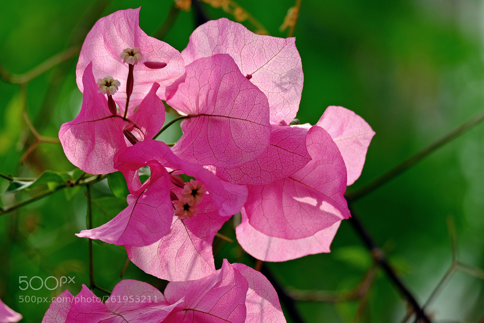 Fujifilm X-T10 sample photo. Pink leaves photography