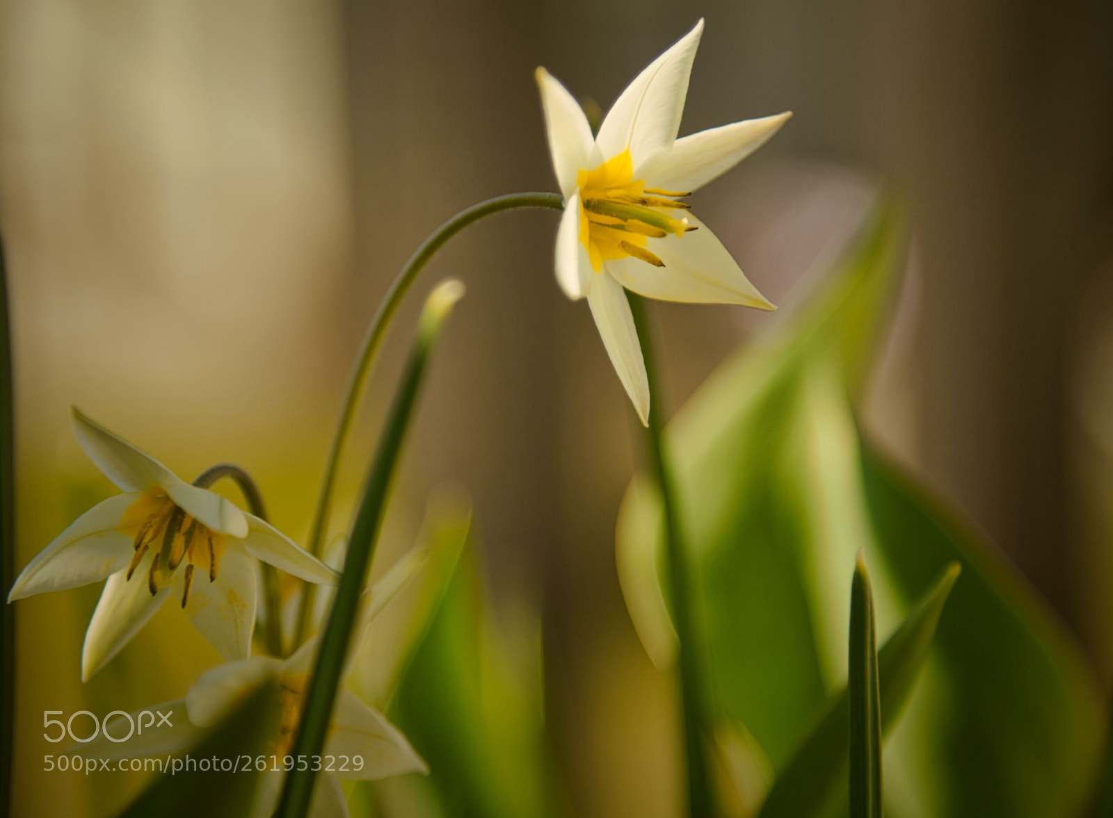 Nikon AF-S Nikkor 24-120mm F4G ED VR sample photo. Tulipa turkestanica photography