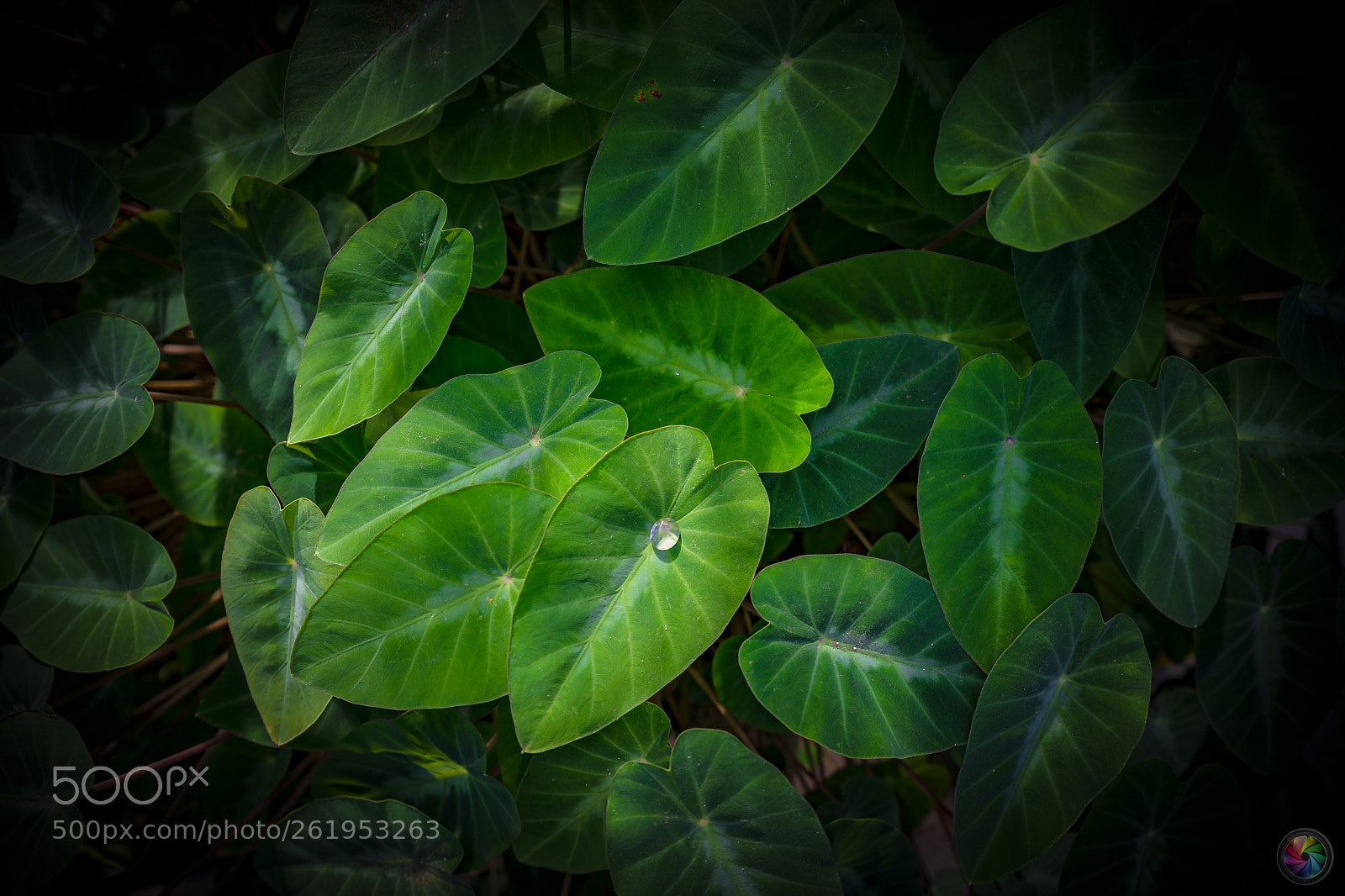 Sony a99 II sample photo. Botanischen gartens st.gallen photography