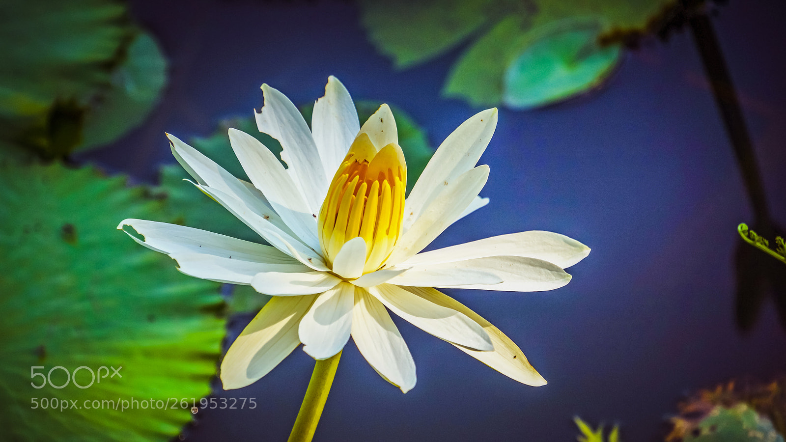 Sony Alpha NEX-7 sample photo. Lotus photography