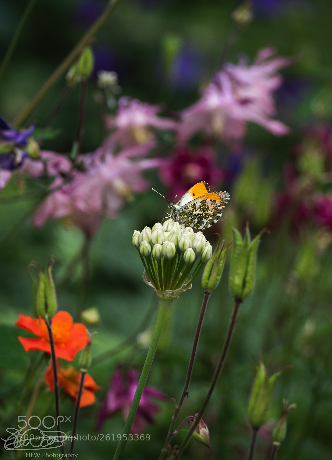 Olympus OM-D E-M10 II sample photo. Orange tip on allium.. photography