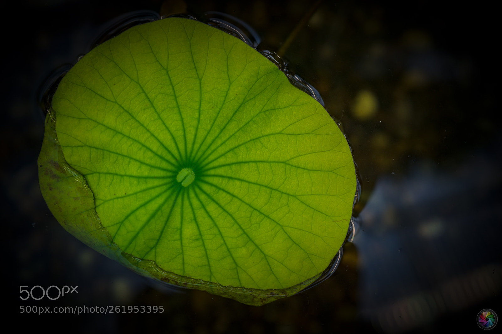Sony a99 II sample photo. Botanischen gartens st.gallen photography