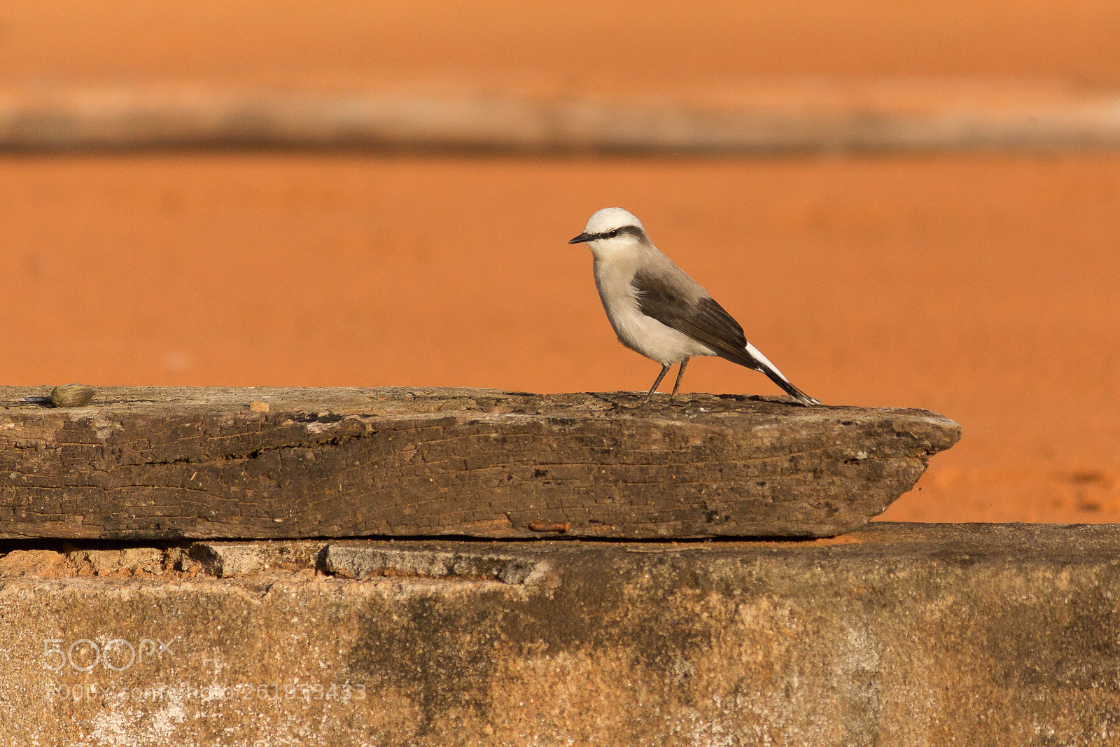 Canon EOS 60D sample photo. Maria-branca photography
