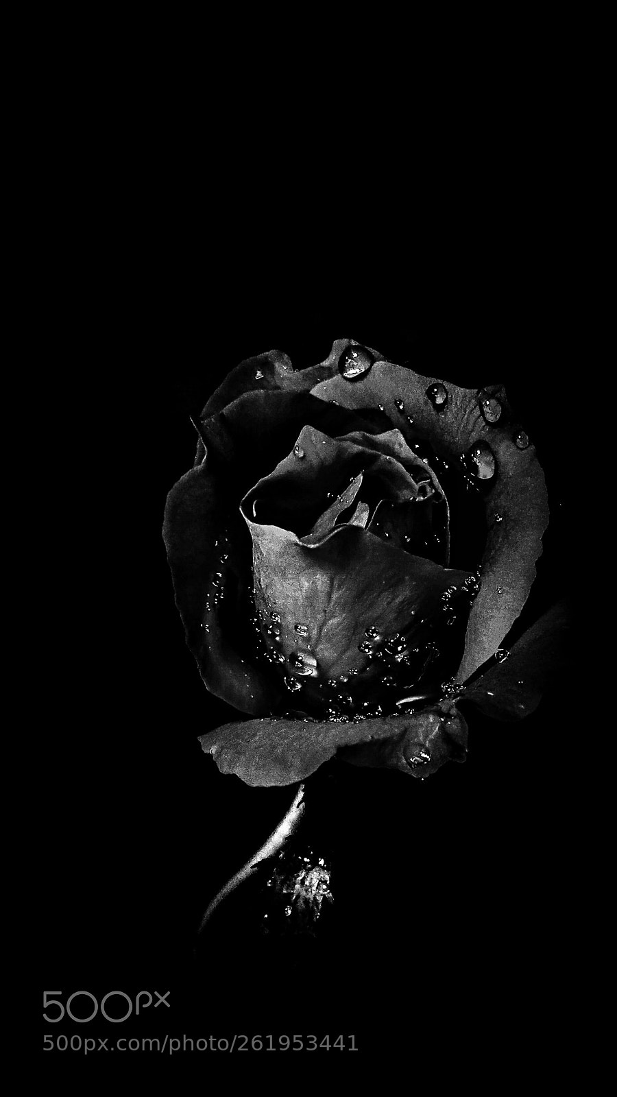 Xiaomi Redmi Note3 sample photo. Black rose photography