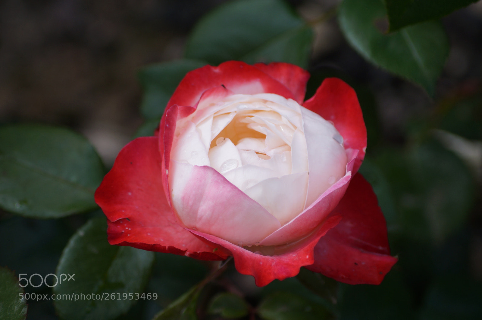 Sony SLT-A58 sample photo. Rose photography