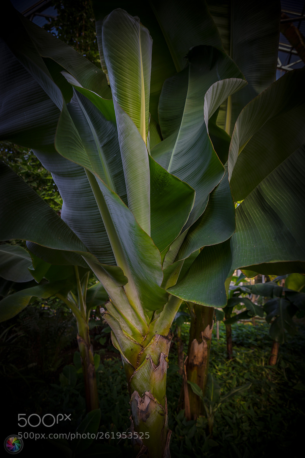 Sony a99 II sample photo. Botanischen gartens st.gallen photography