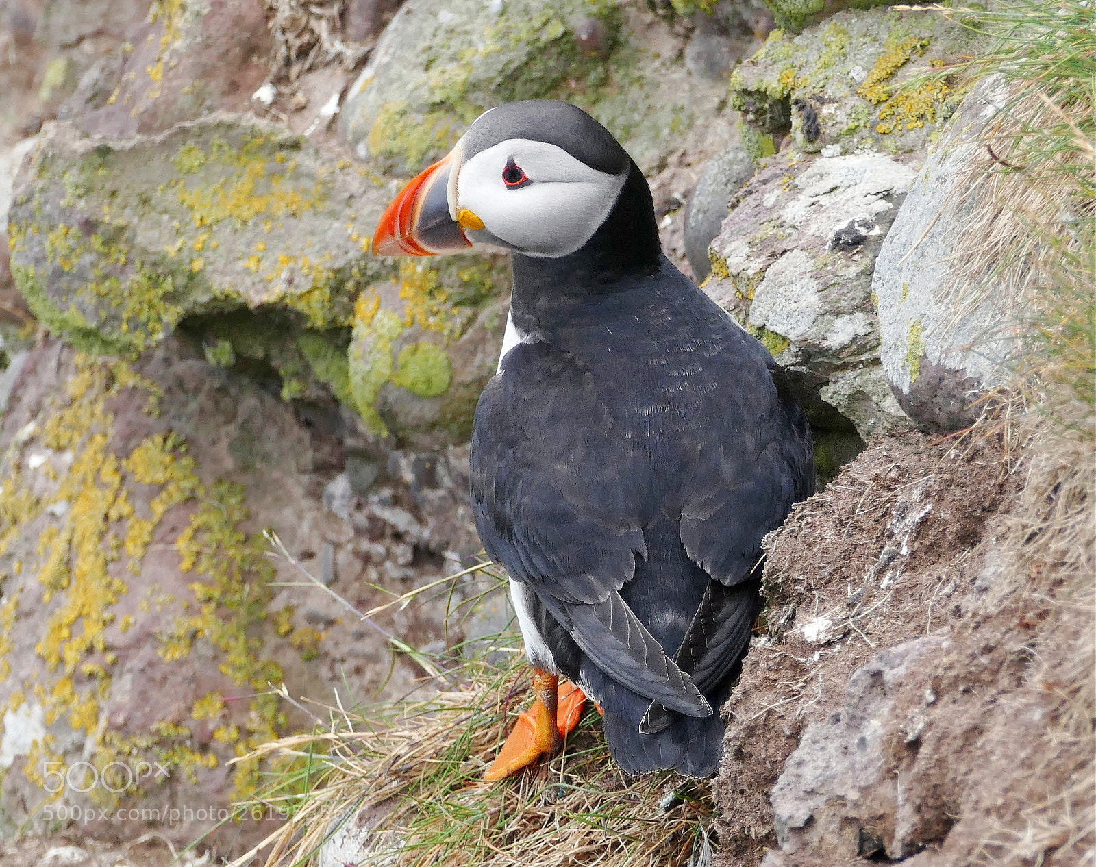 Panasonic Lumix DMC-FZ1000 sample photo. Puffin photography