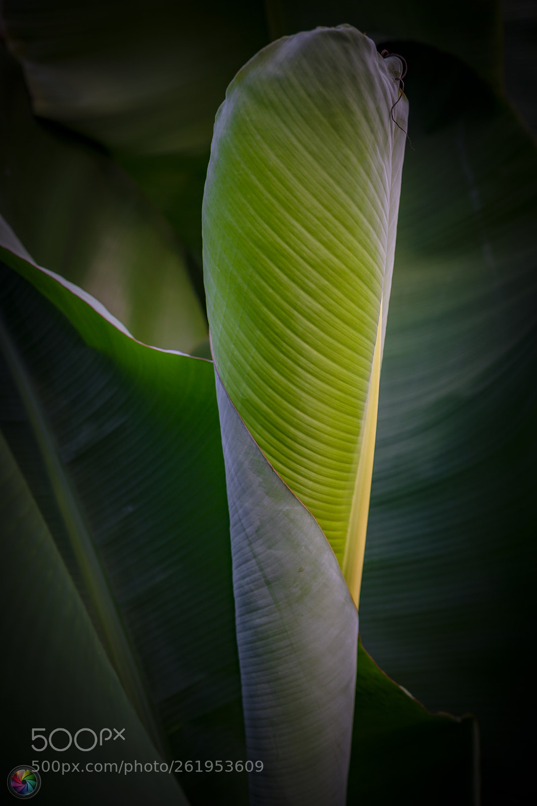 Sony a99 II sample photo. Botanischen gartens st.gallen photography