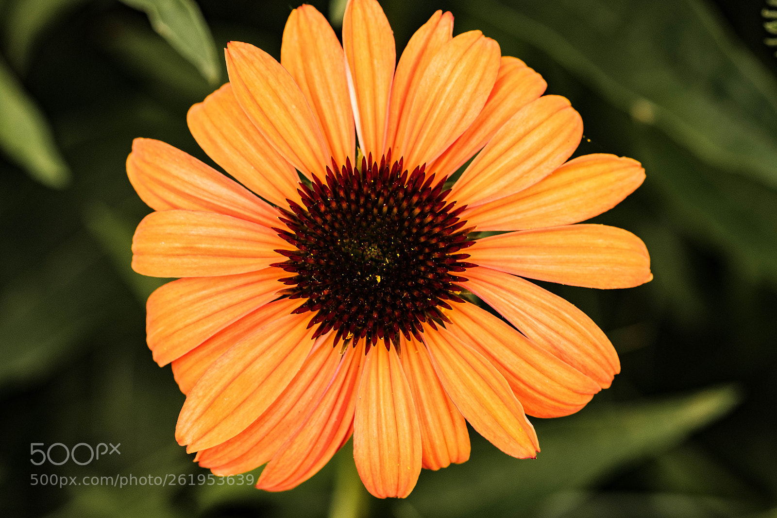 Fujifilm X-H1 sample photo. Flower at dusk ii photography