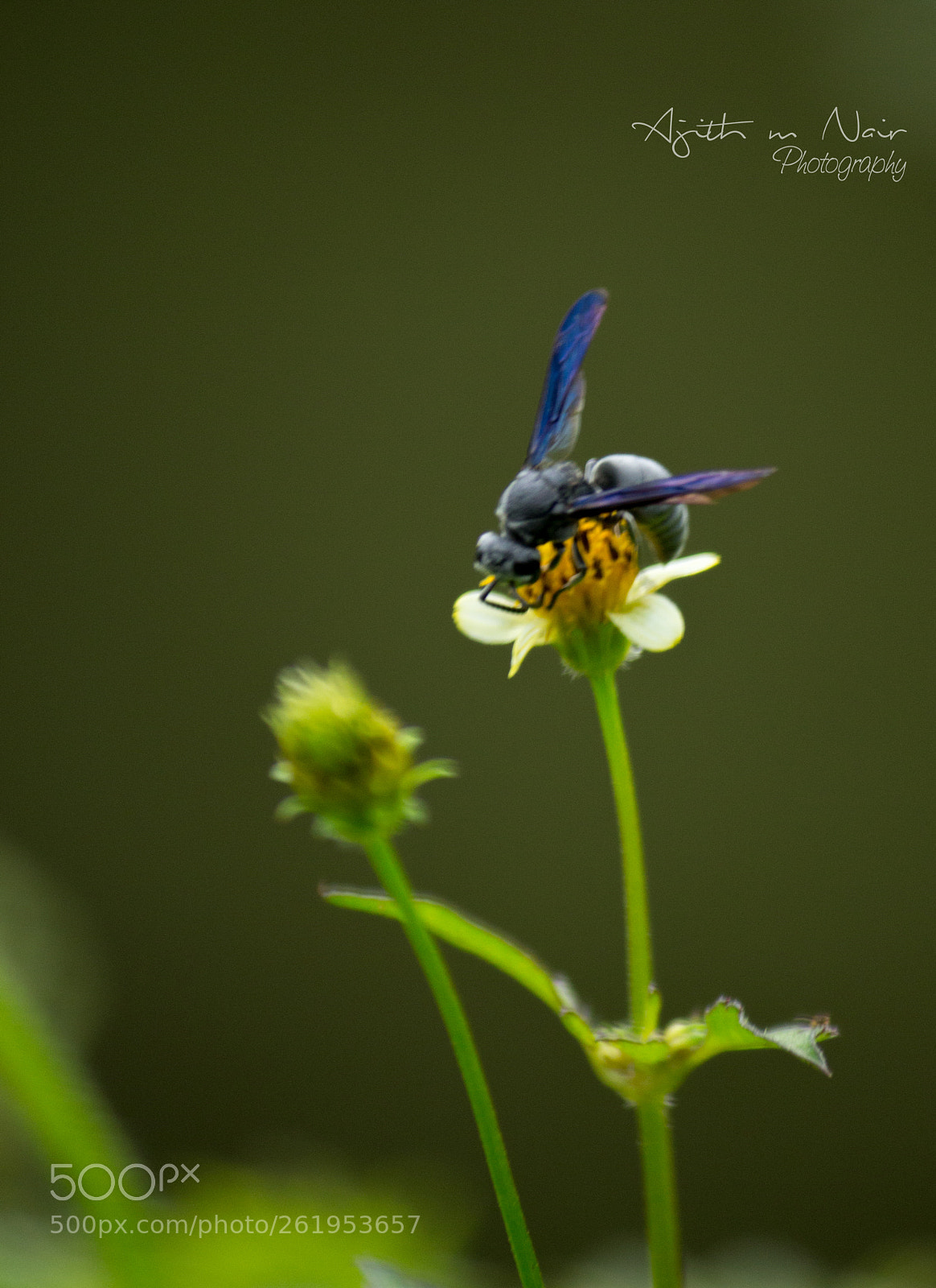 Canon EOS 700D (EOS Rebel T5i / EOS Kiss X7i) sample photo. Please give me some photography