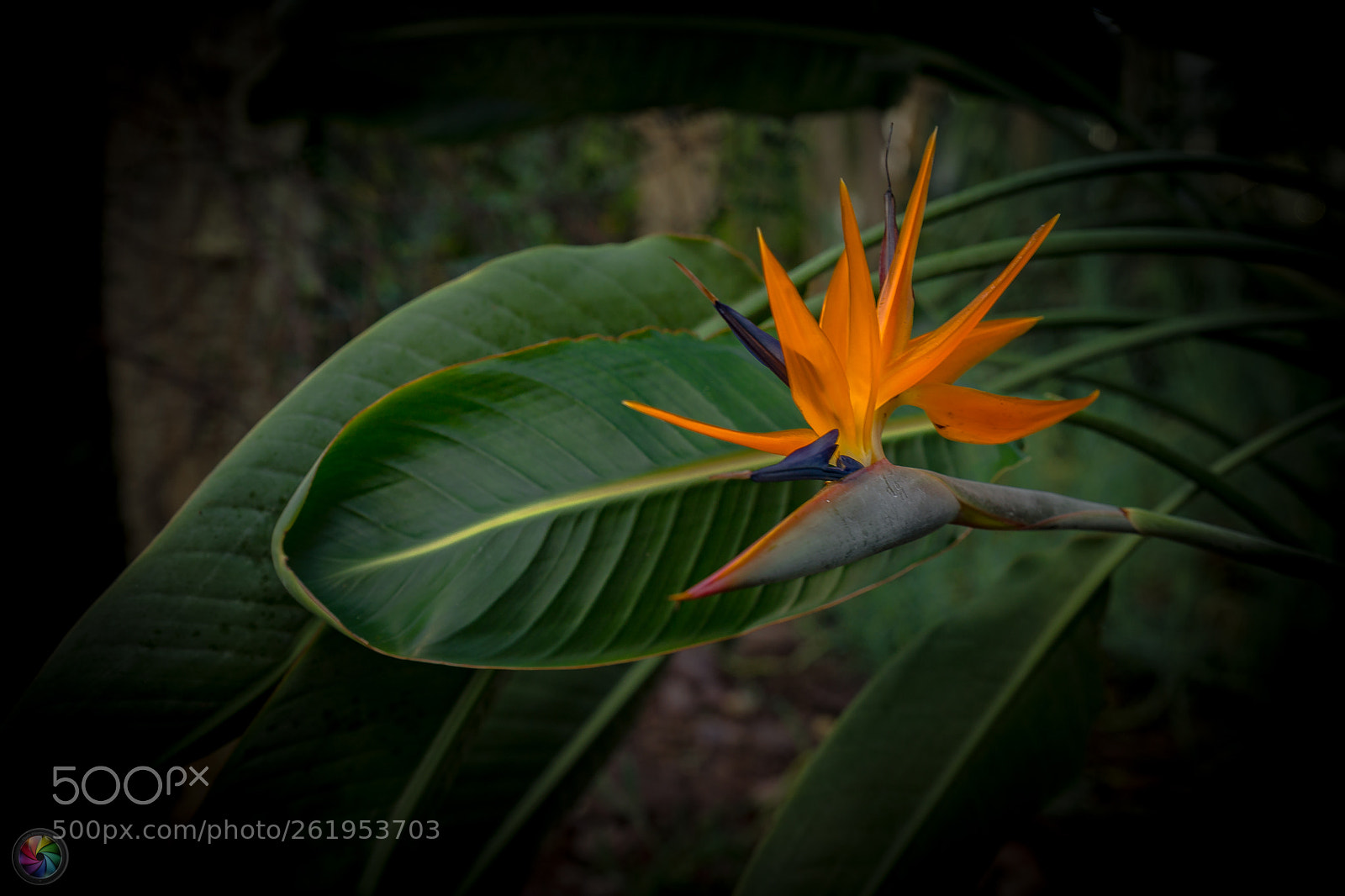 Sony a99 II sample photo. Botanischen gartens st.gallen photography