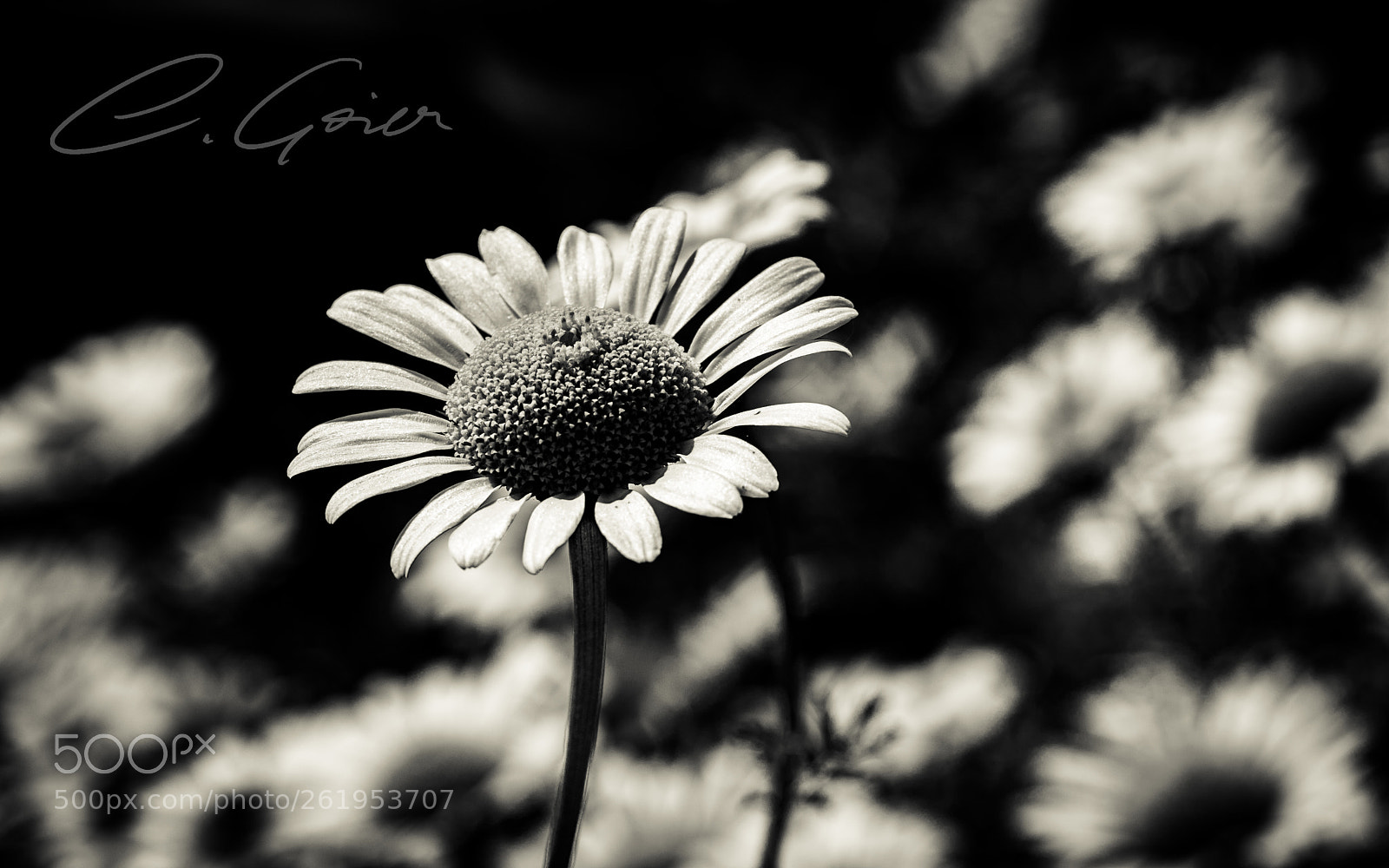 Canon EOS 77D (EOS 9000D / EOS 770D) sample photo. Enjoy the nature photography