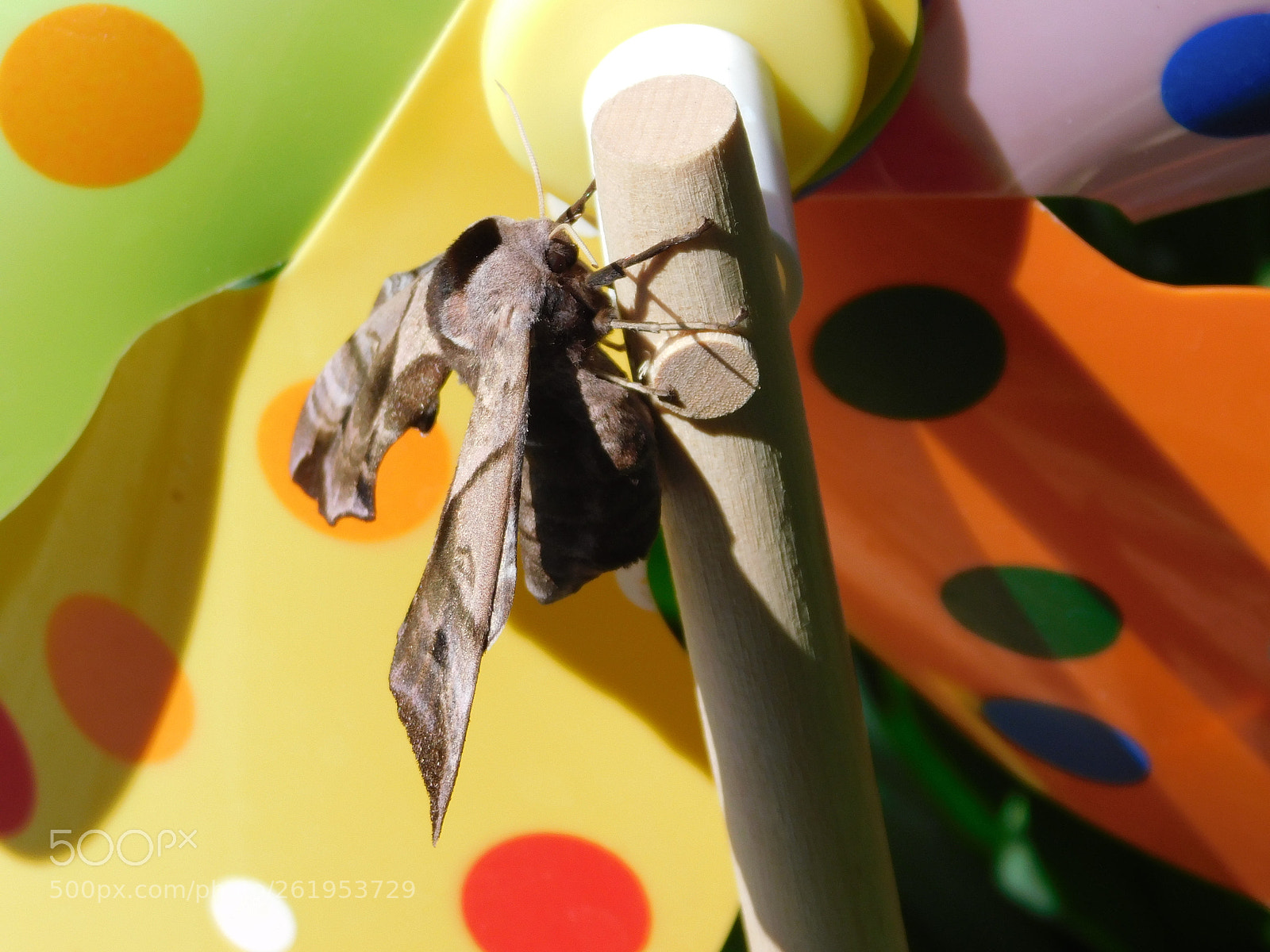 Nikon Coolpix B500 sample photo. Hawk moth. photography