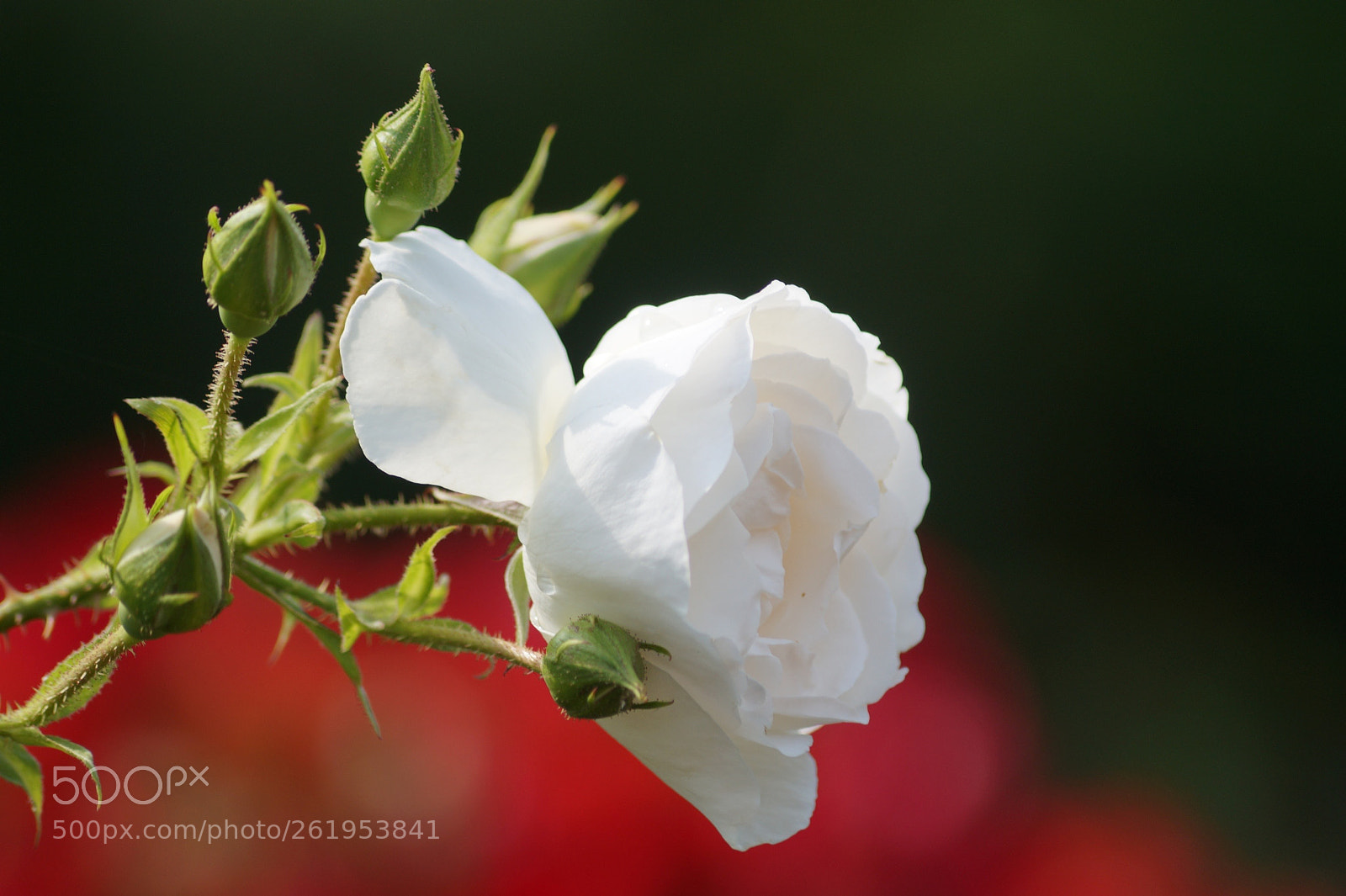 Sony SLT-A58 sample photo. White rose photography