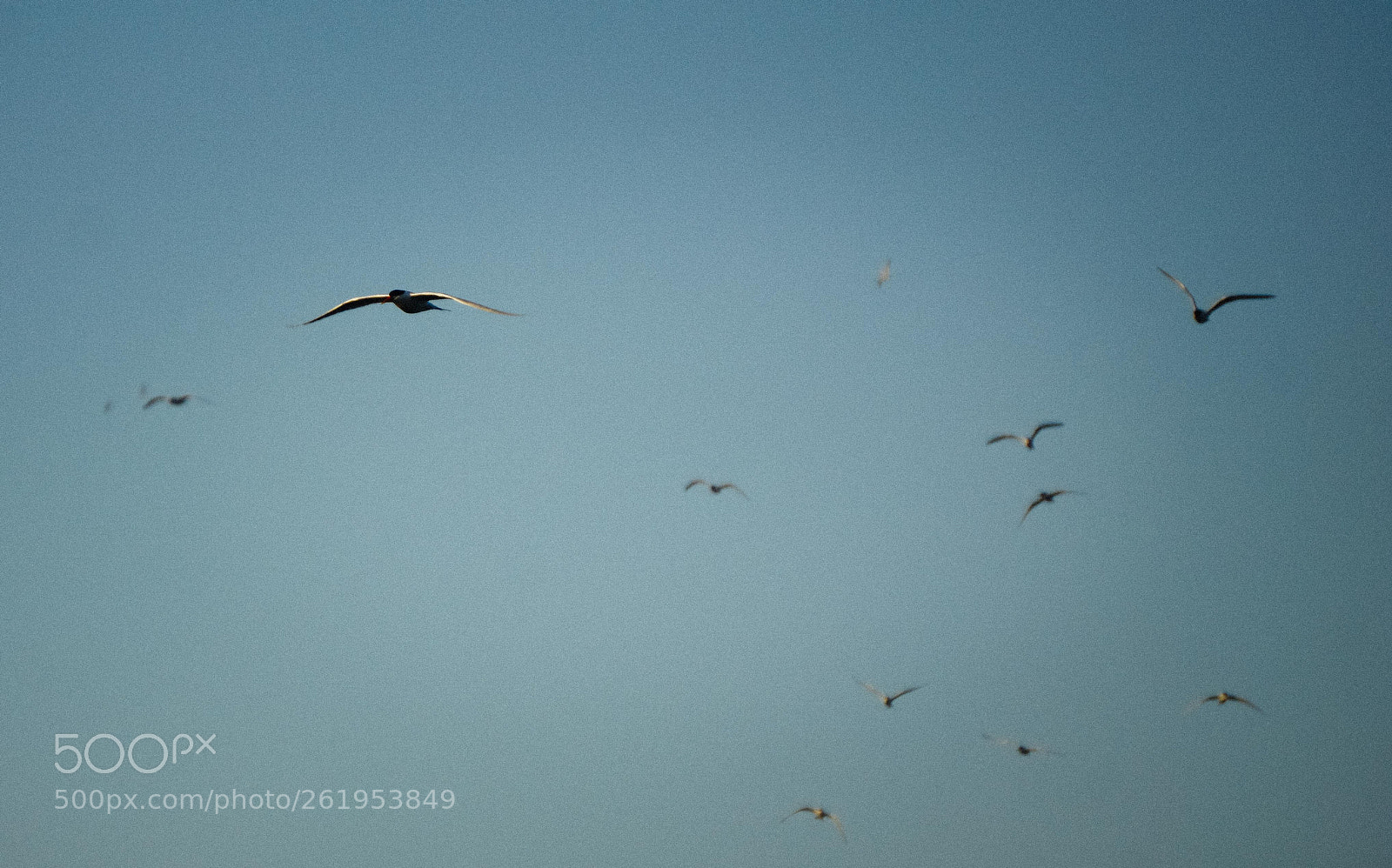Sony a6000 sample photo. Many birds photography