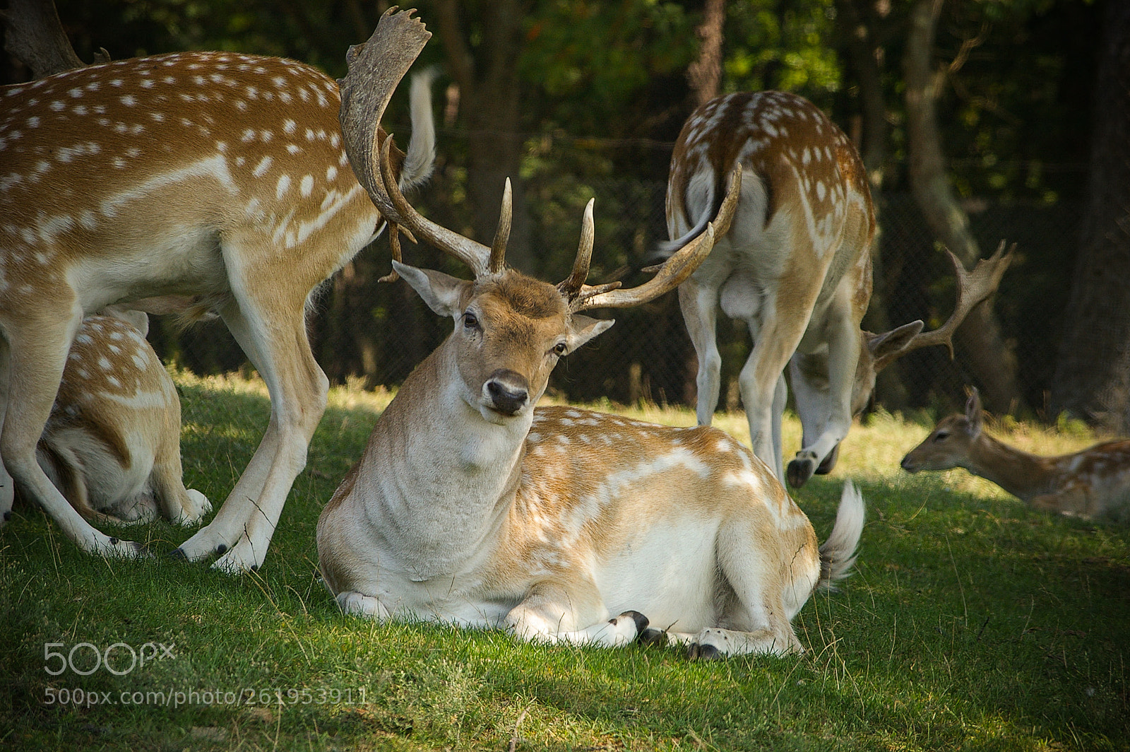 Pentax *ist DS sample photo. Deer photography