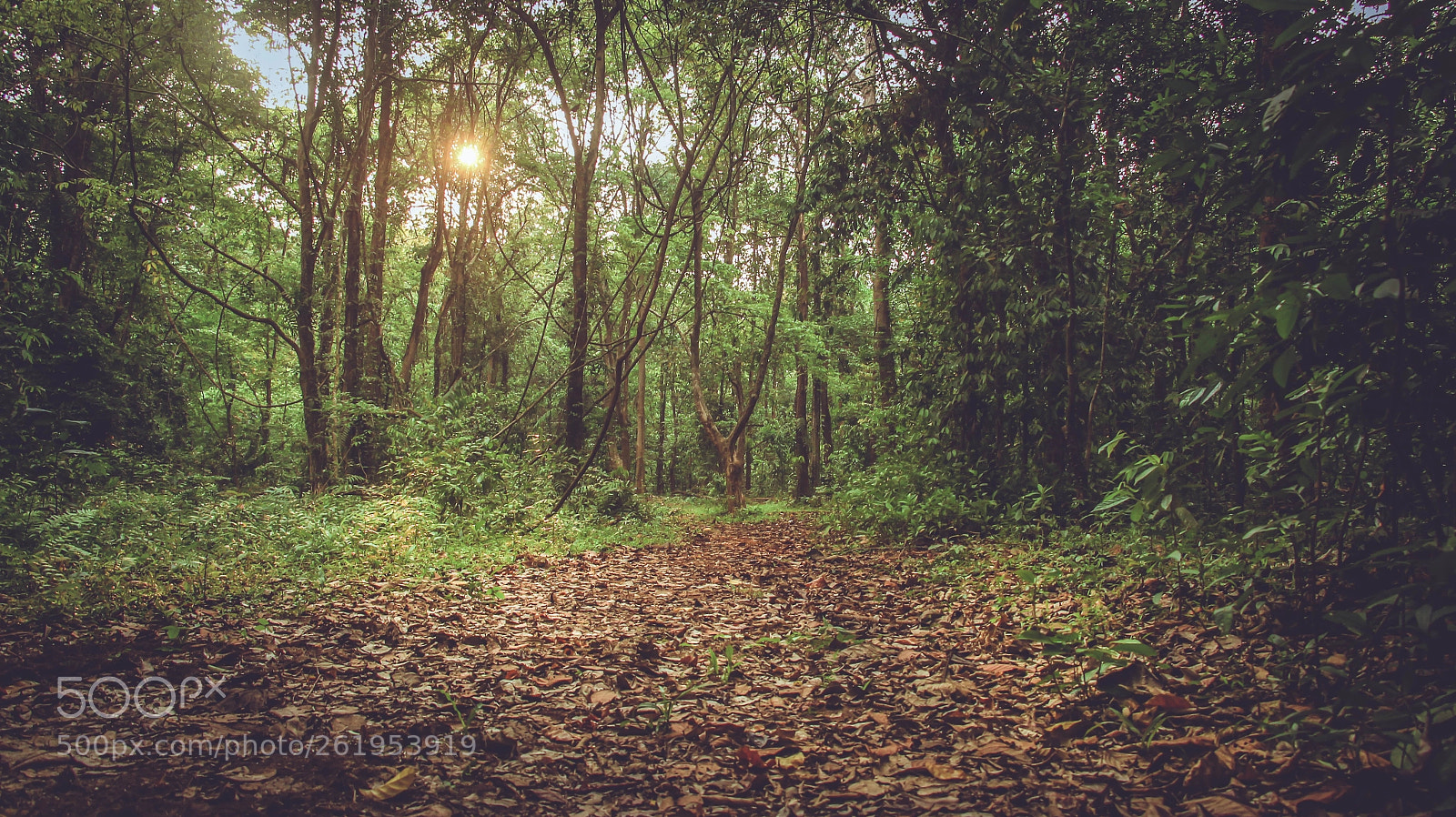 Canon EOS 700D (EOS Rebel T5i / EOS Kiss X7i) sample photo. Golden hour in the photography