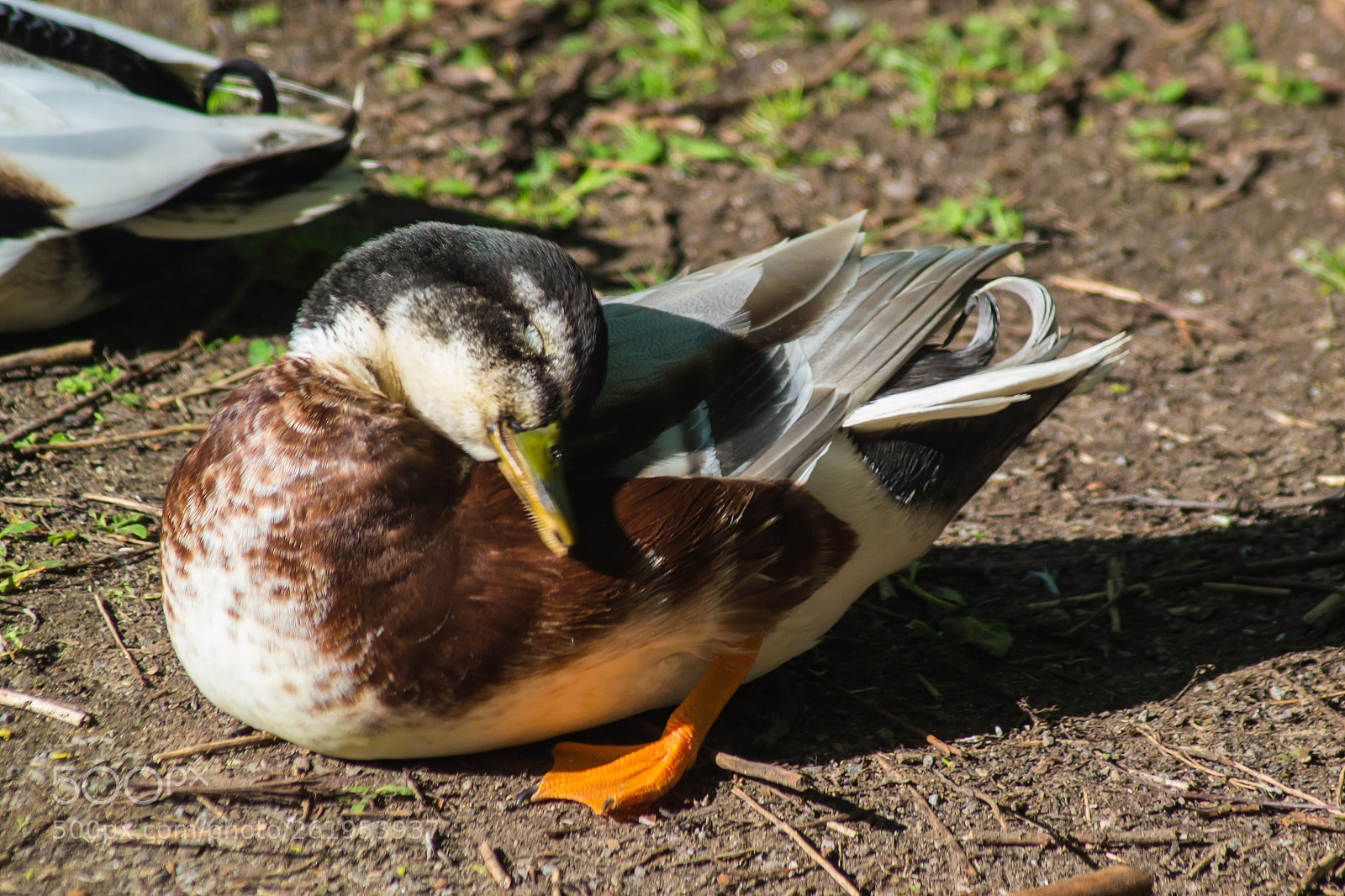 Nikon D3100 sample photo. Just having a snooze photography